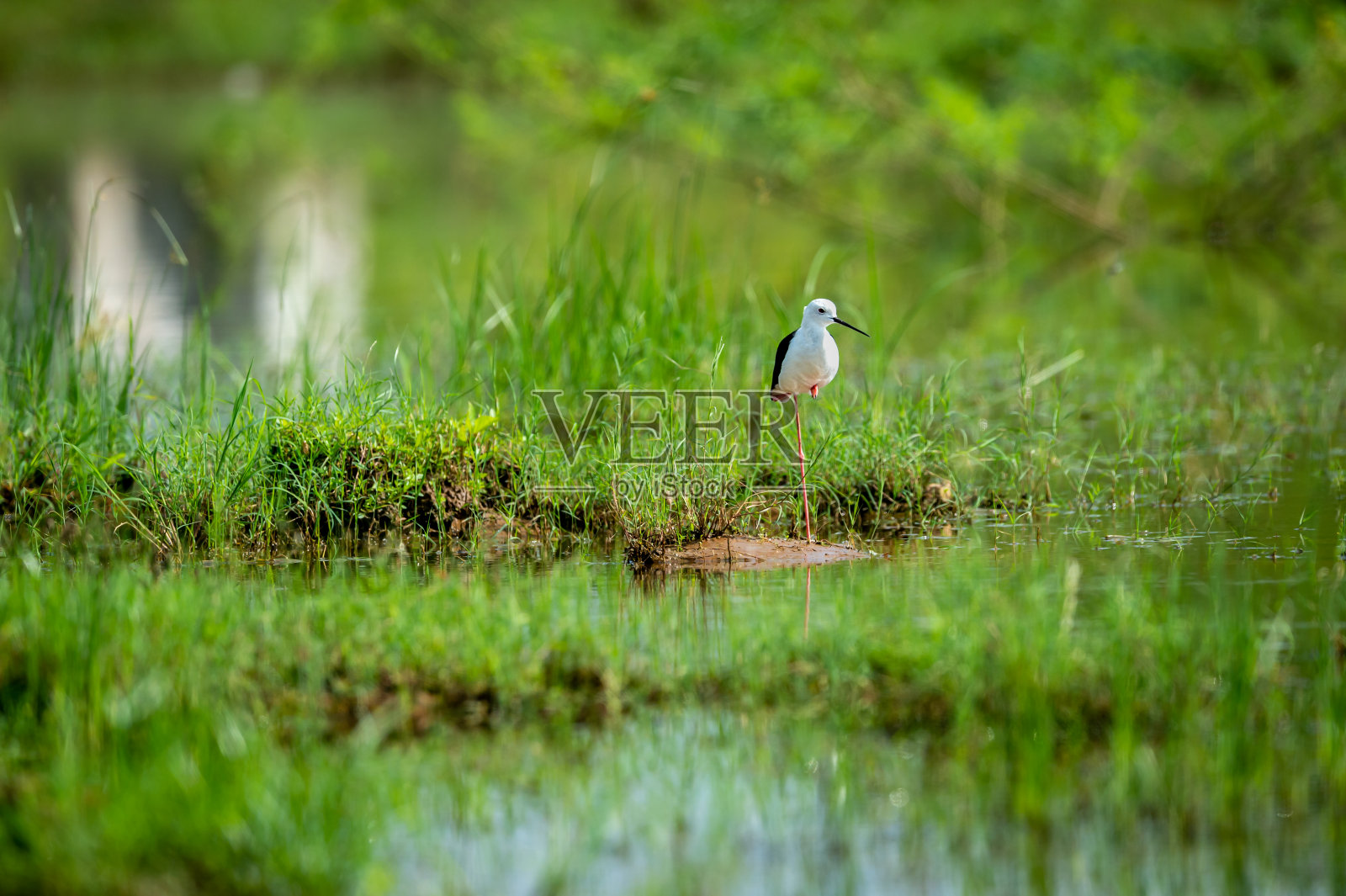 黑色翅膀的高跷或希曼托普斯希曼托普斯的肖像在水在自然的绿色背景在加纳keoladeo国家公园或bharatpur鸟类保护区拉贾斯坦邦印度照片摄影图片