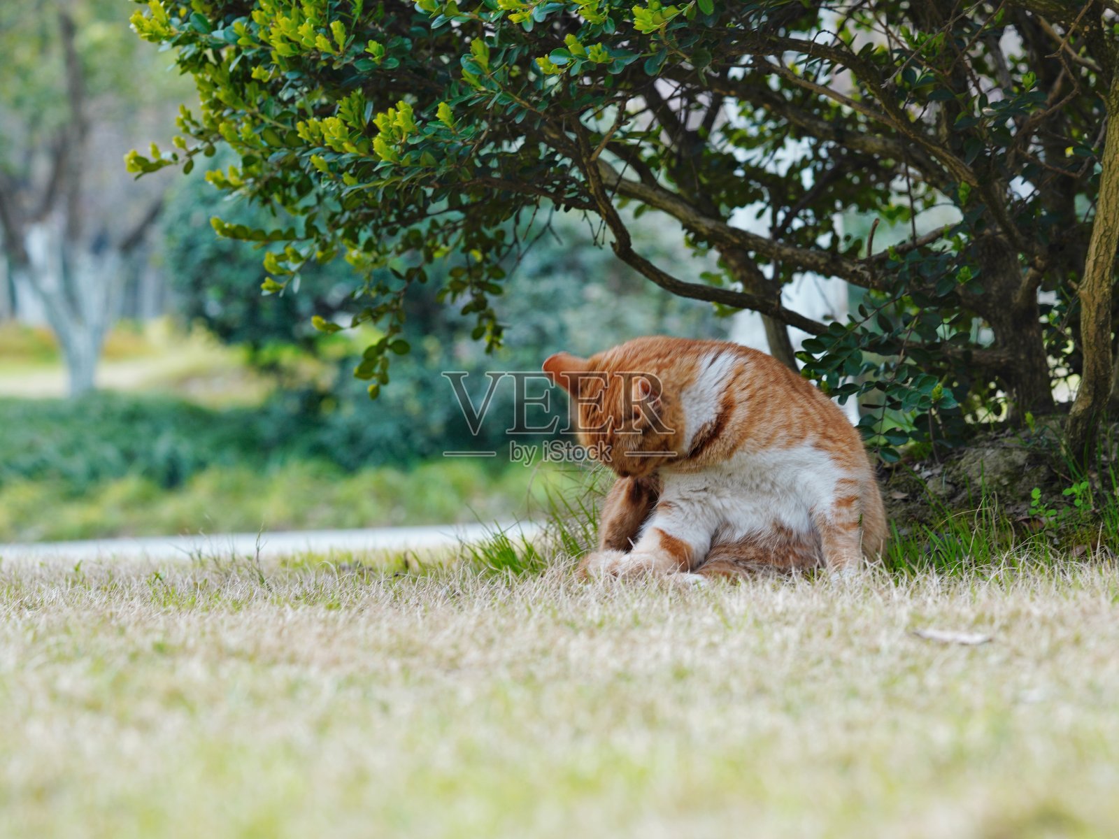 猫照片摄影图片