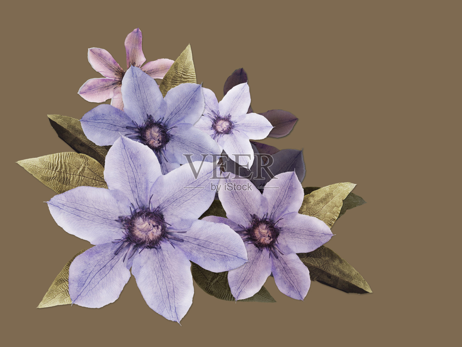 美丽的紫丁香铁线莲花压在植物标本室孤立的芥末上照片摄影图片