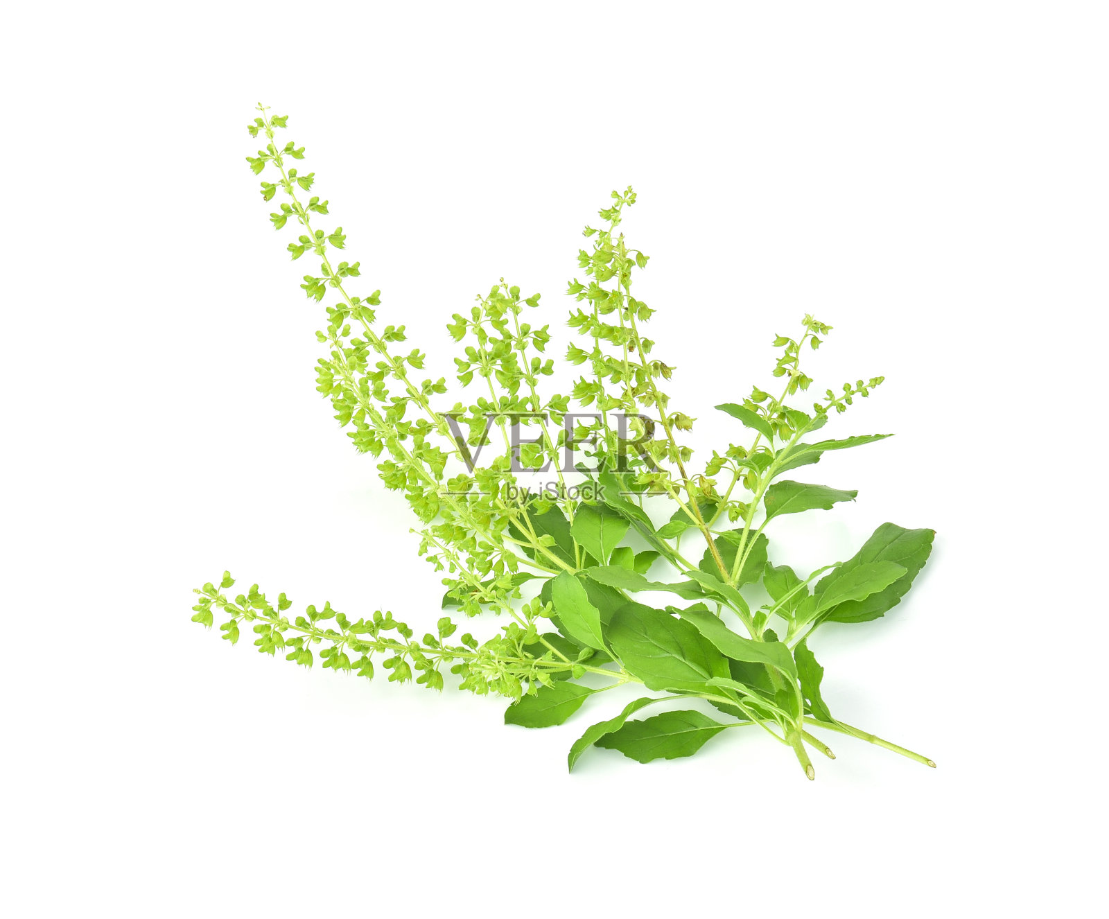 罗勒和罗勒花孤立在白色背景上照片摄影图片