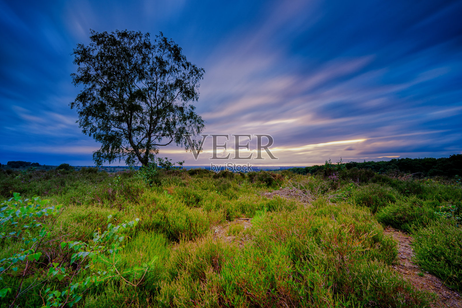 孤独的桦树在石南景观与漂流的云照片摄影图片