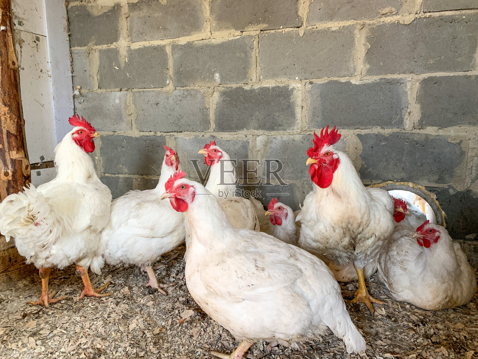 白色的母鸡和公鸡在农场的鸡舍里寻找食物。饲养和照顾宠物。农场,农业。照片摄影图片