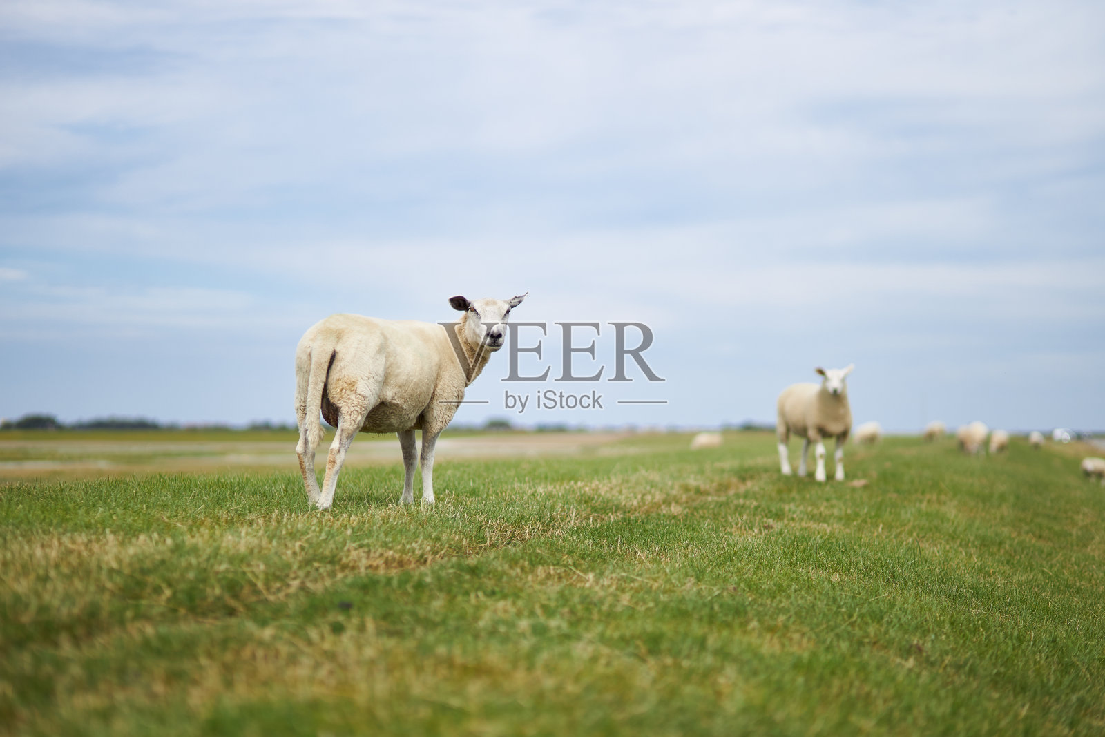 在德国北海的一个堤坝上放牧的羊群和单独的绵羊的照片照片摄影图片
