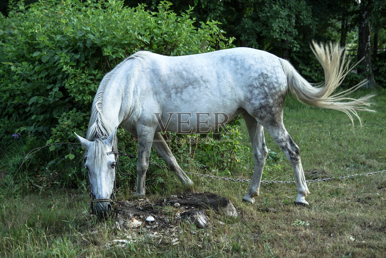 美丽的赛马在村庄的牧场上。森林附近大自然中的马。设计库存背景照片摄影图片