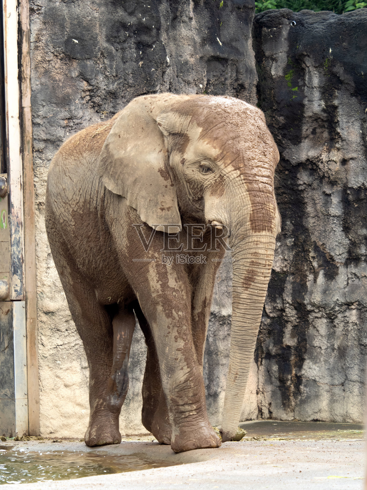 非洲象照片摄影图片