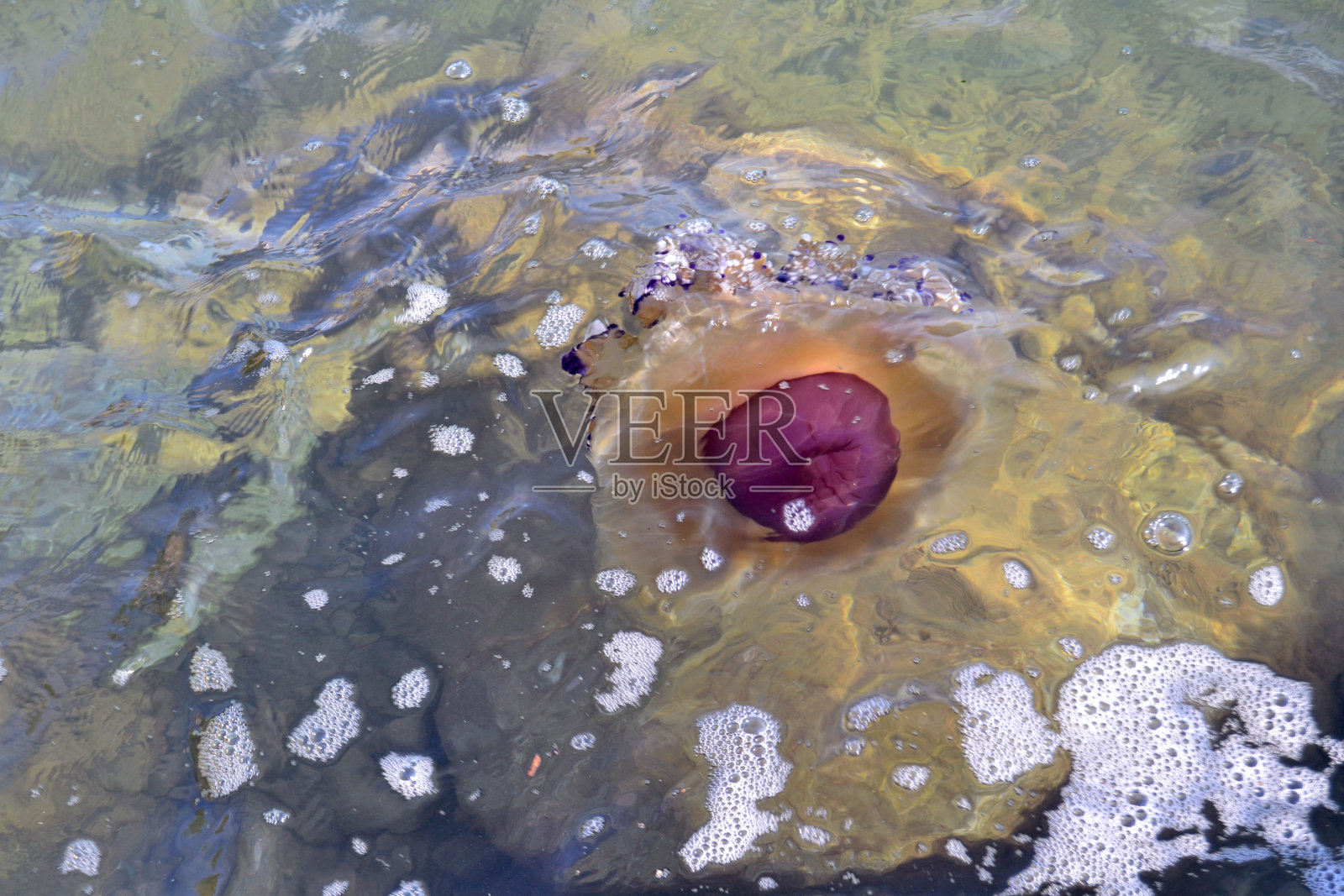 美杜莎照片摄影图片