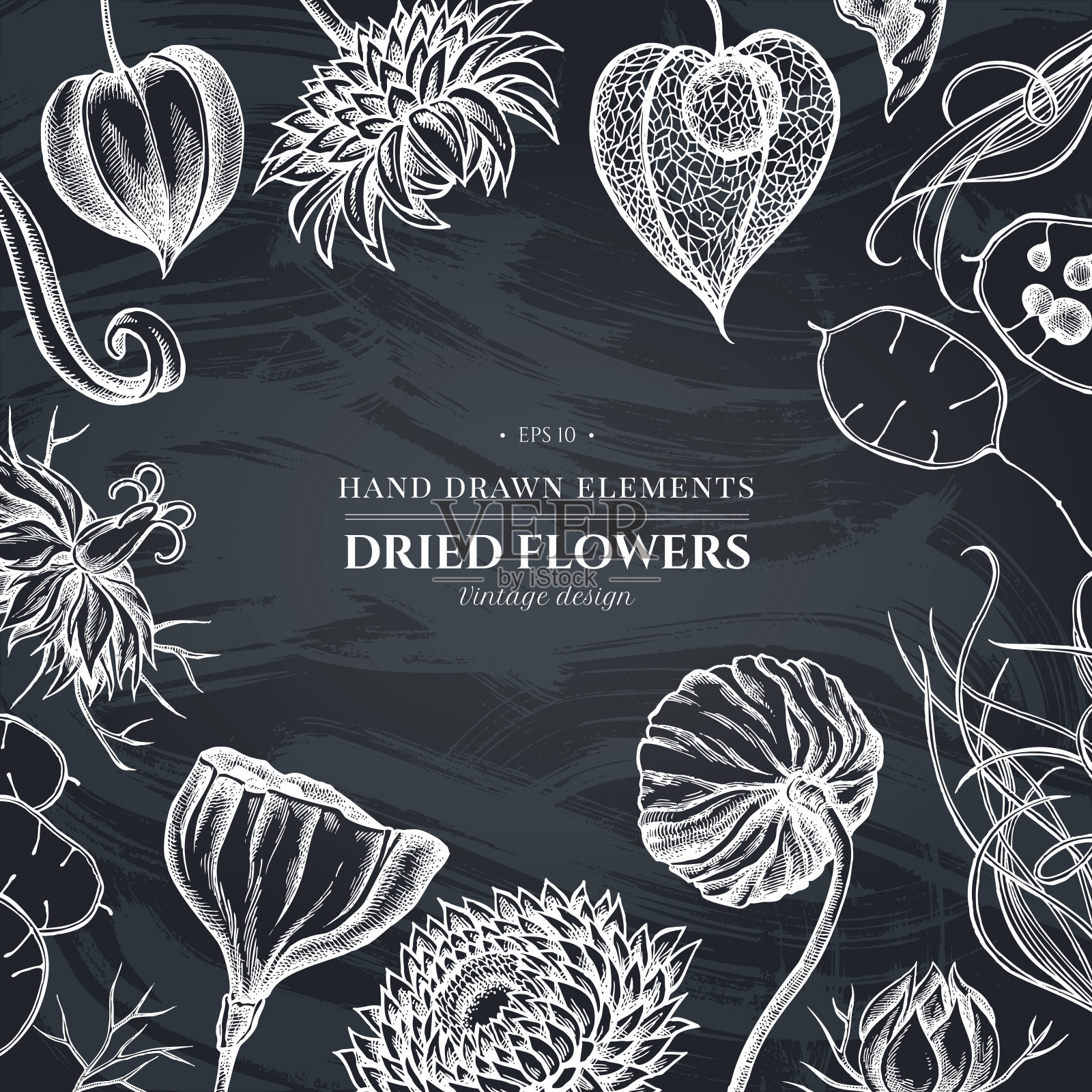 花设计与粉笔黑葛缕子,羽毛草,蜡菊,荷花,月牙,酸浆插画图片素材