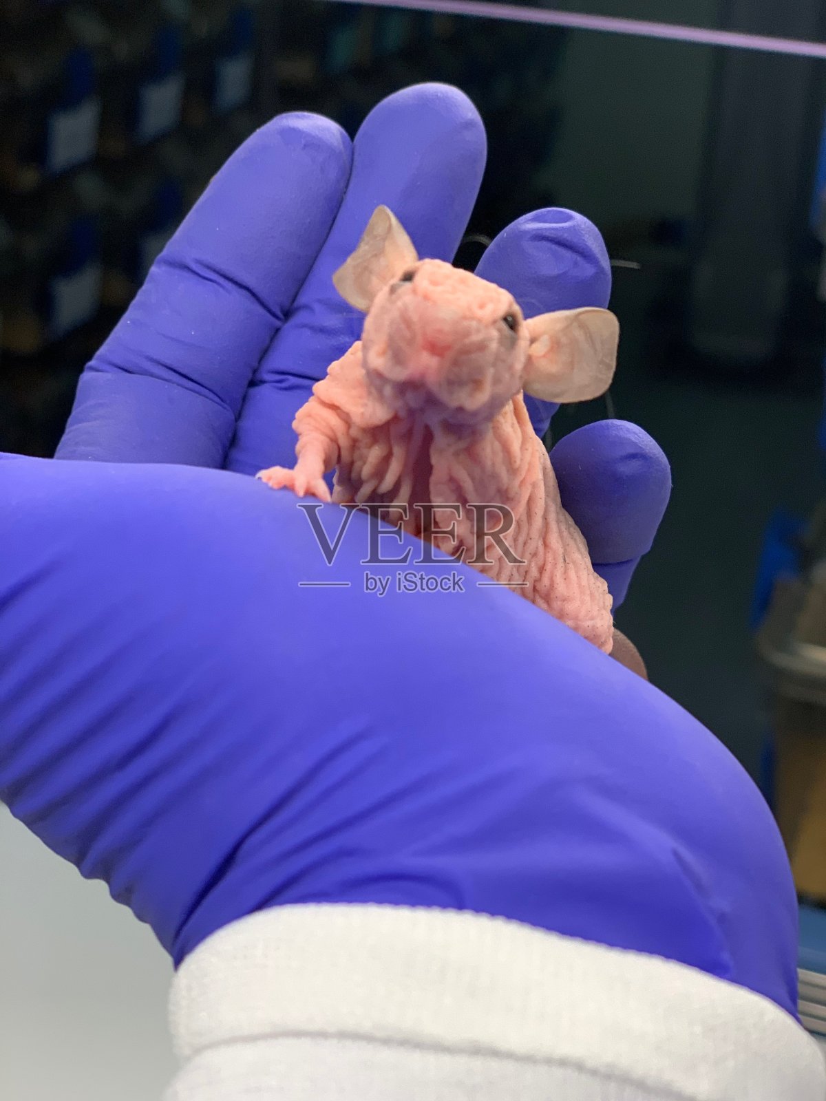 实验动物照片摄影图片