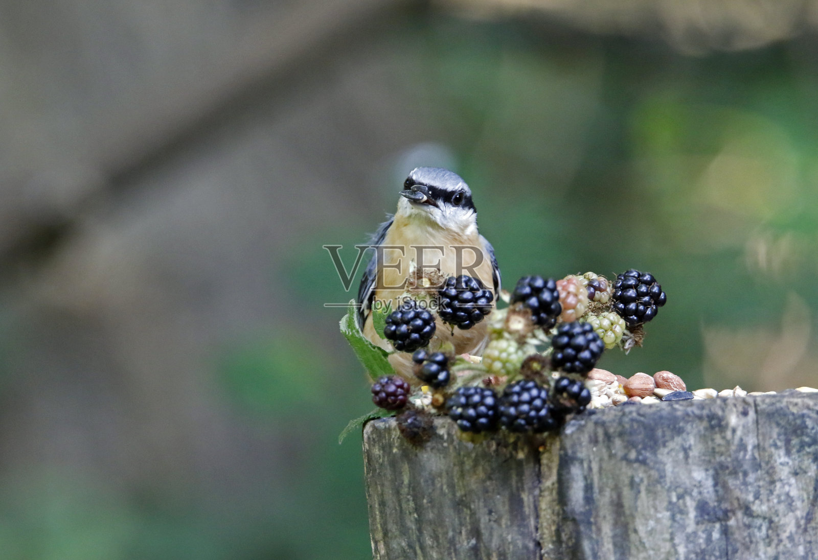 水果、五子雀照片摄影图片