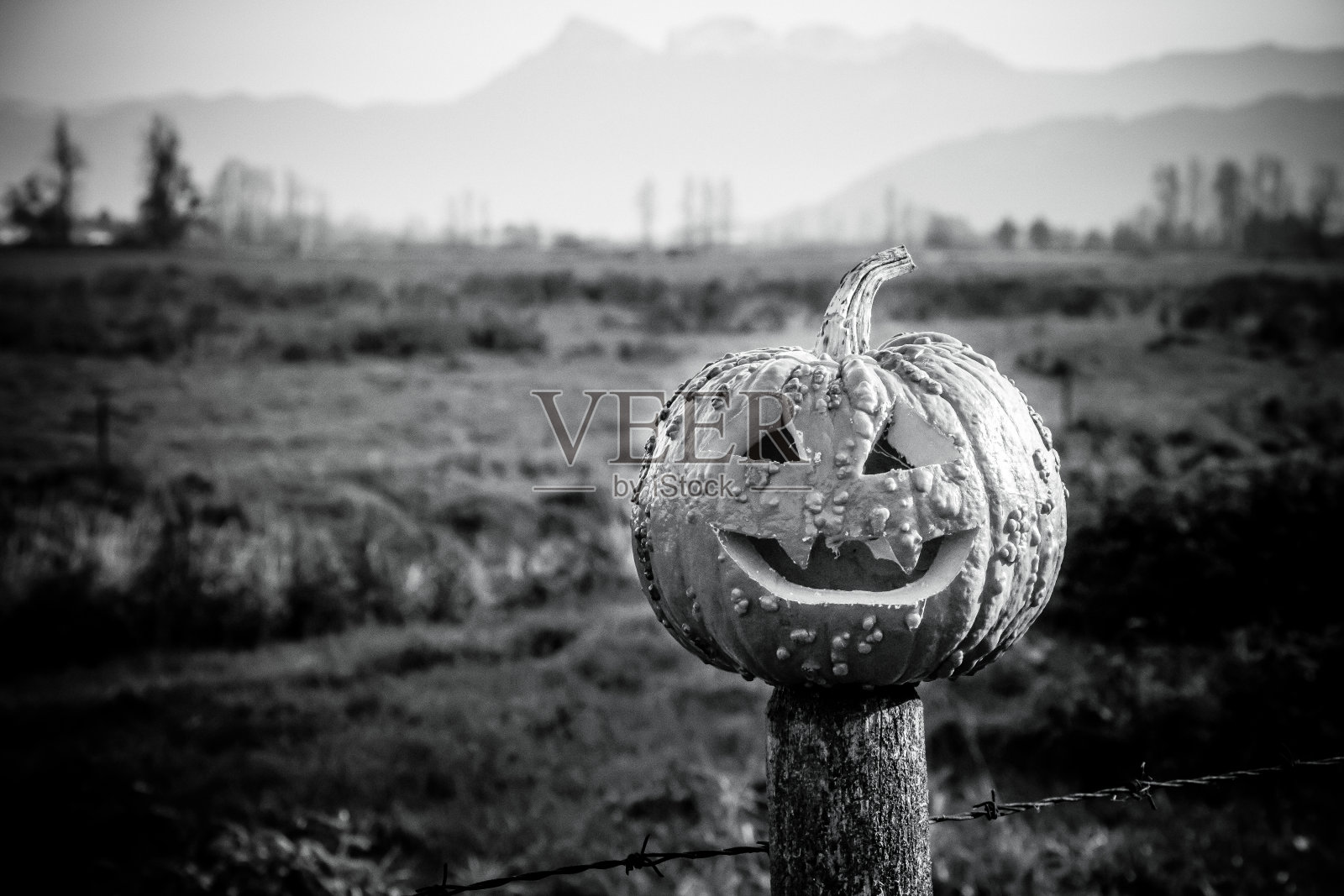 南瓜照片摄影图片