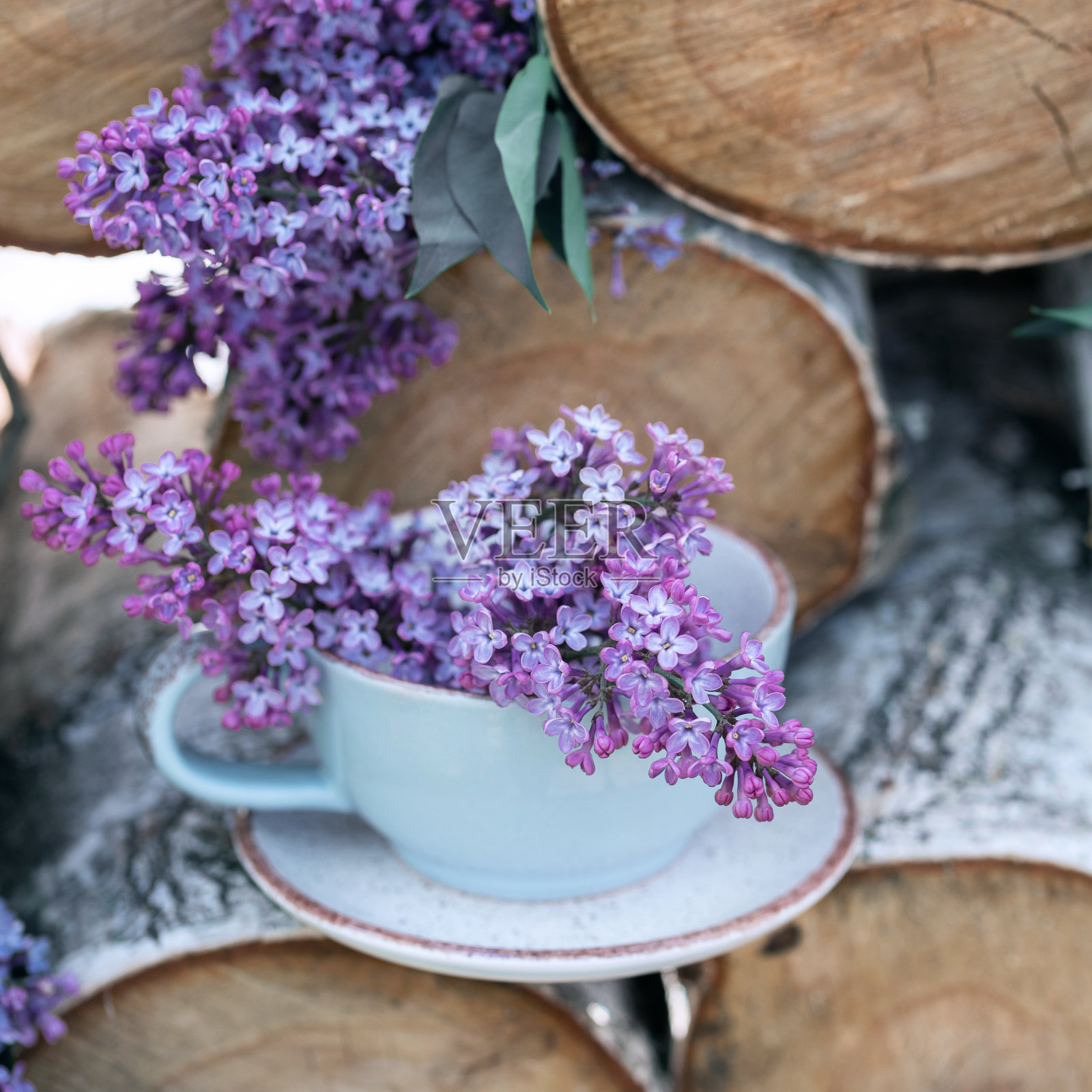 淡紫色照片摄影图片