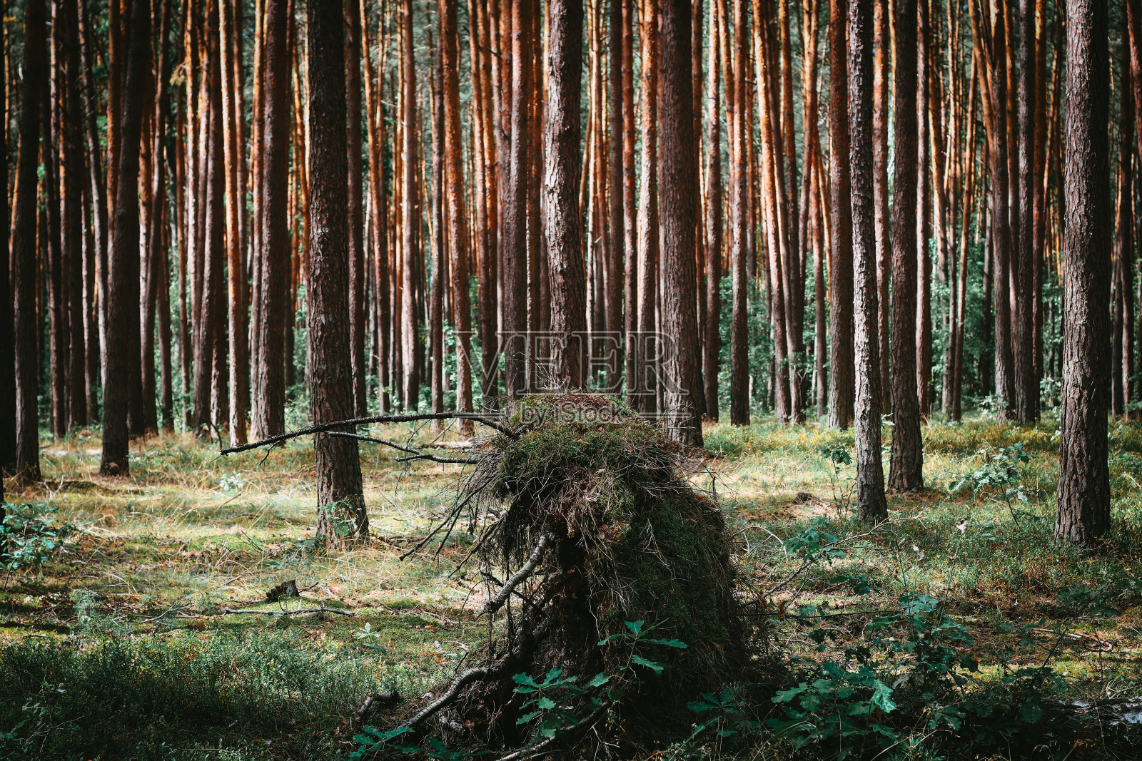 桦树被暴风雨击倒了照片摄影图片