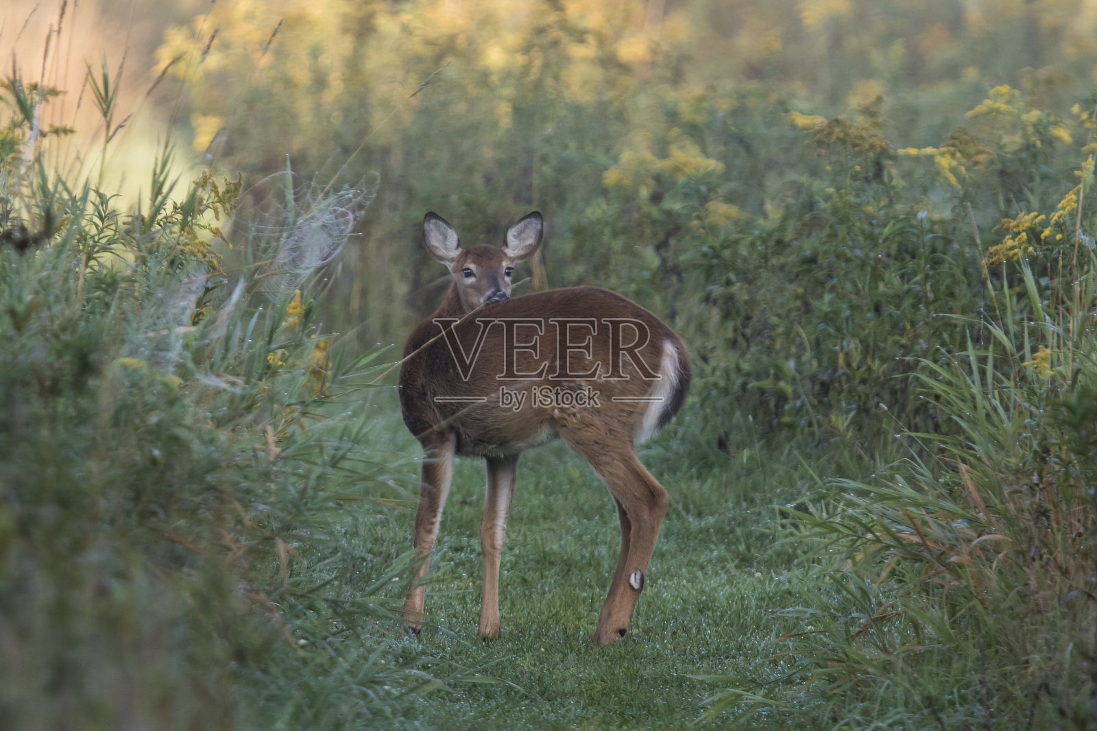 白尾鹿(白尾鹿)照片摄影图片