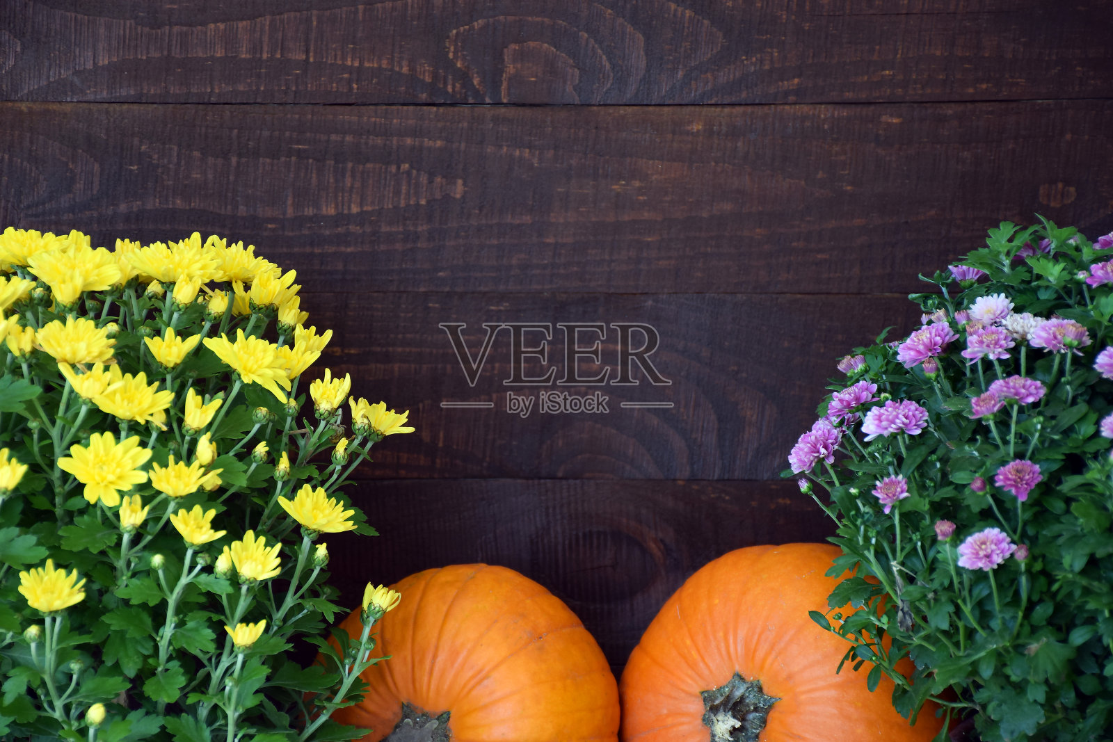 菊花和南瓜照片摄影图片