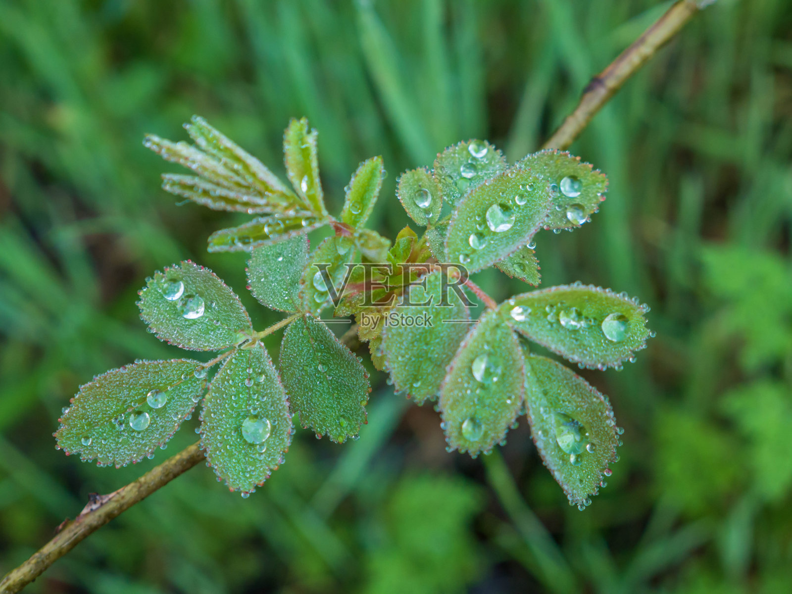 雨后带着水滴的树叶照片摄影图片