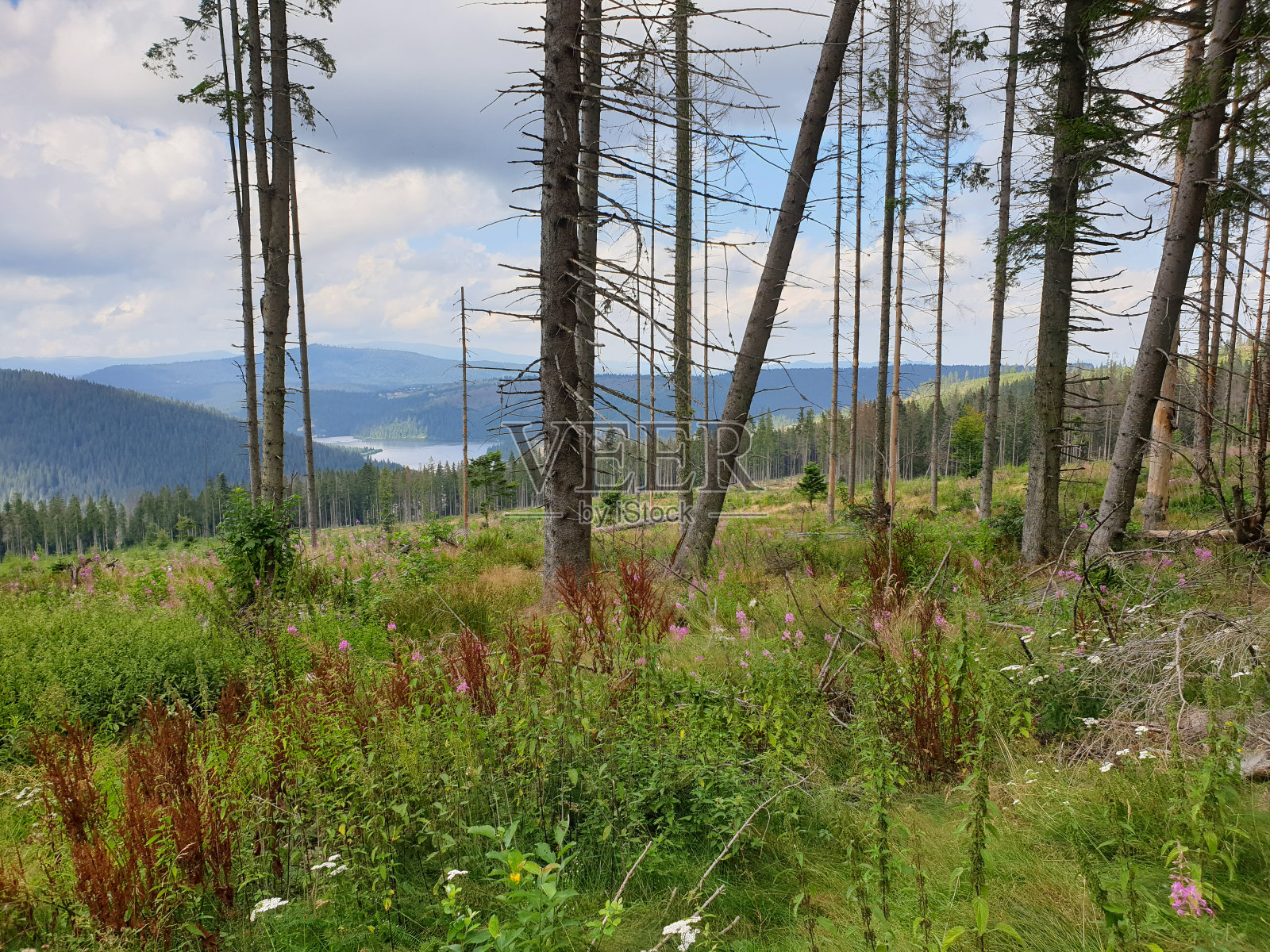 罗马尼亚阿普塞尼森林砍伐后的景象照片摄影图片