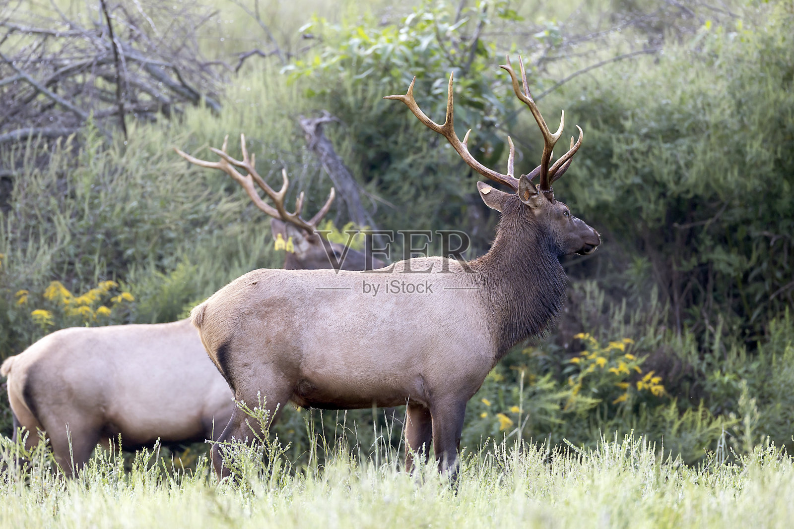 公牛每个照片摄影图片
