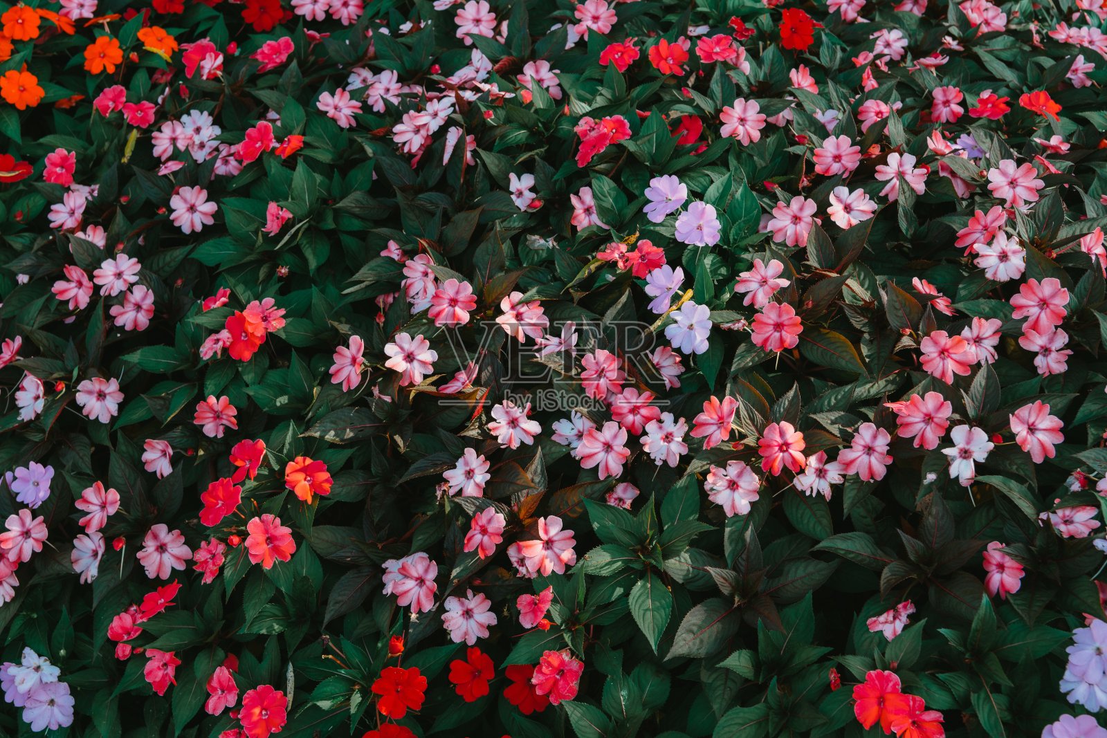 盛开的花照片摄影图片