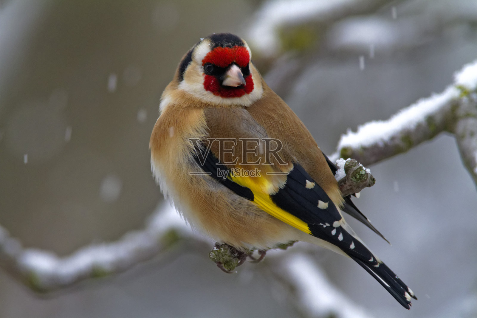 冬天的欧洲金翅雀(金翅雀照片摄影图片