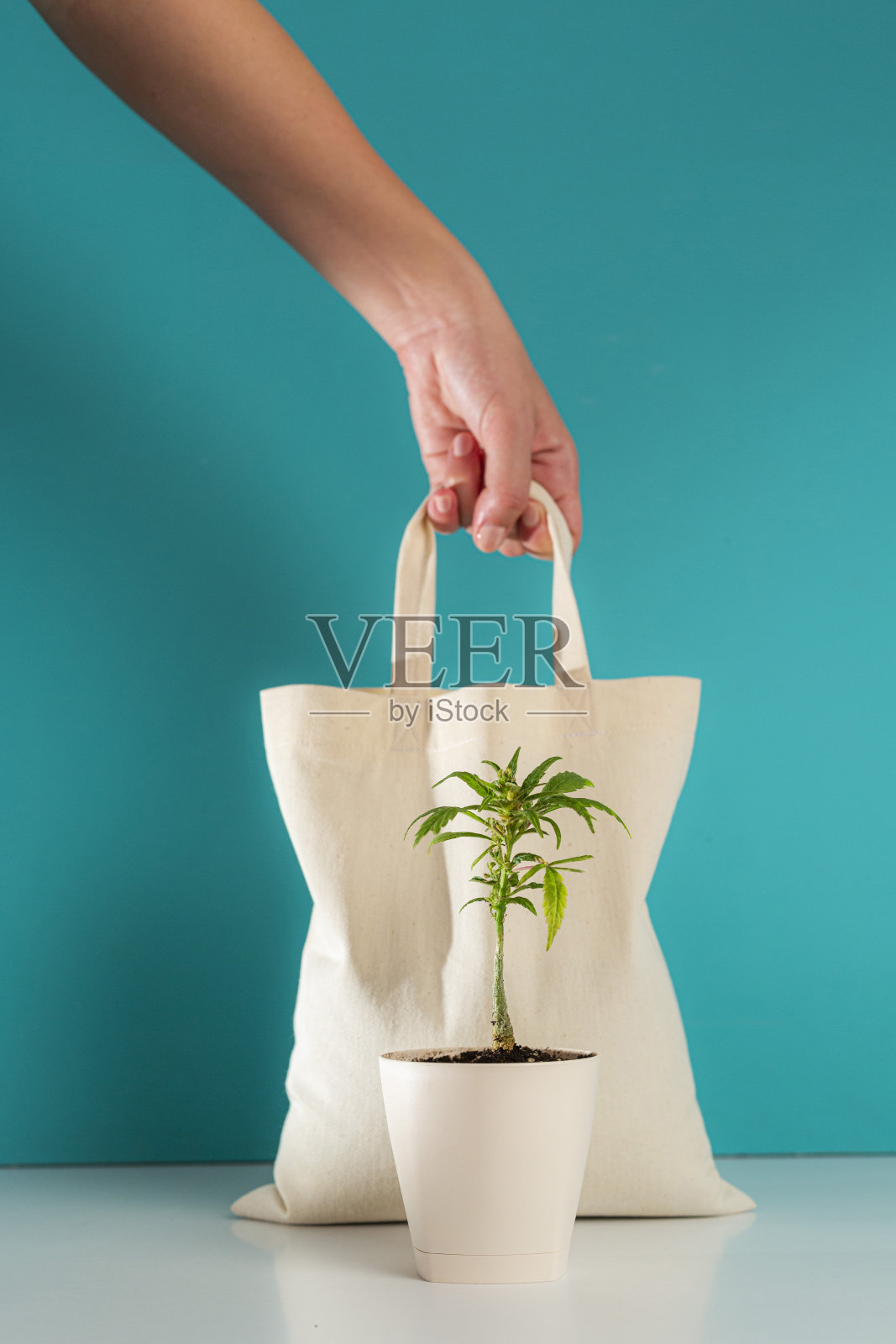 生态袋与大麻植物定位在前面照片摄影图片