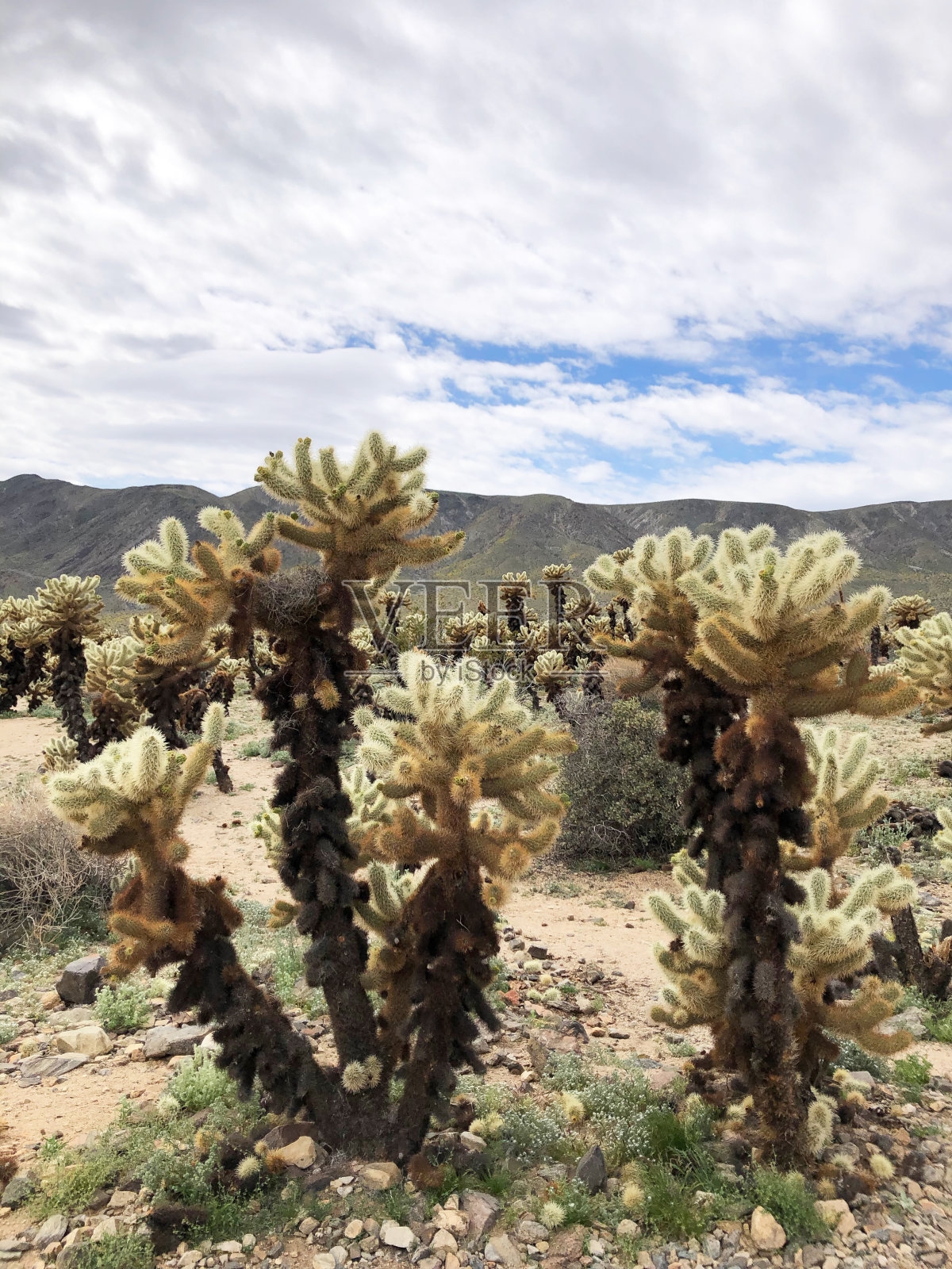 乔舒亚树国家公园的乔舒亚仙人掌在沙漠景观与蓝色多云的天空,美国加州照片摄影图片