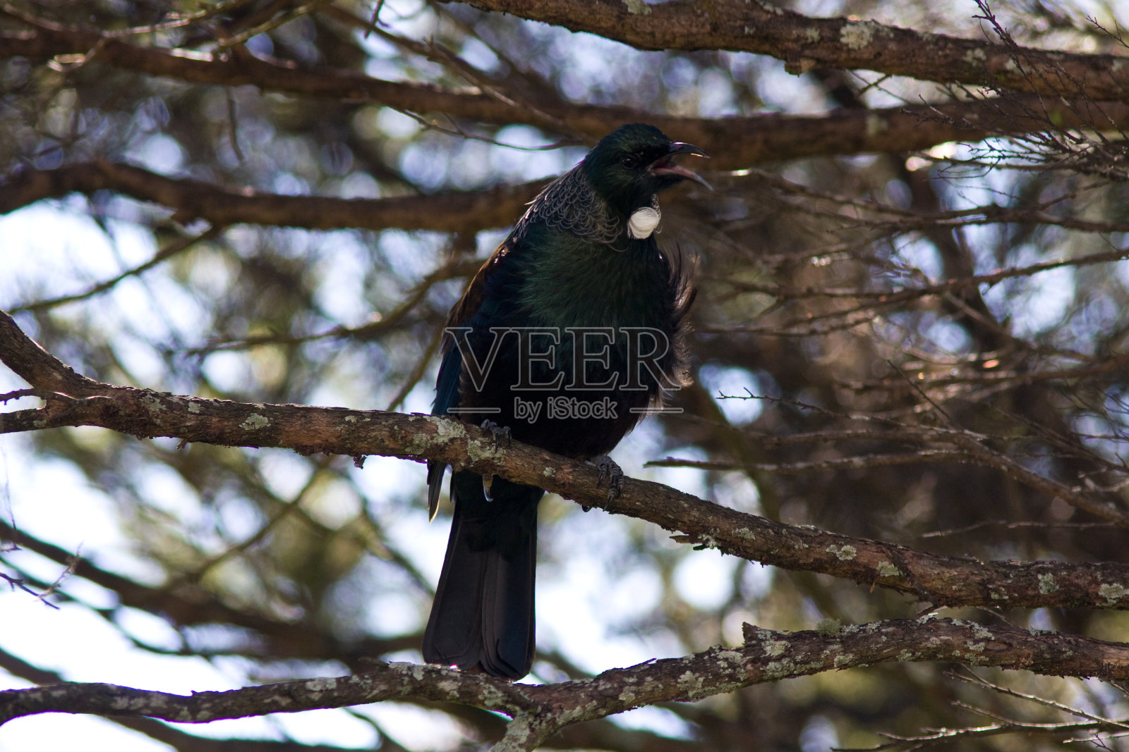 Tui或parsons 's Bird照片摄影图片