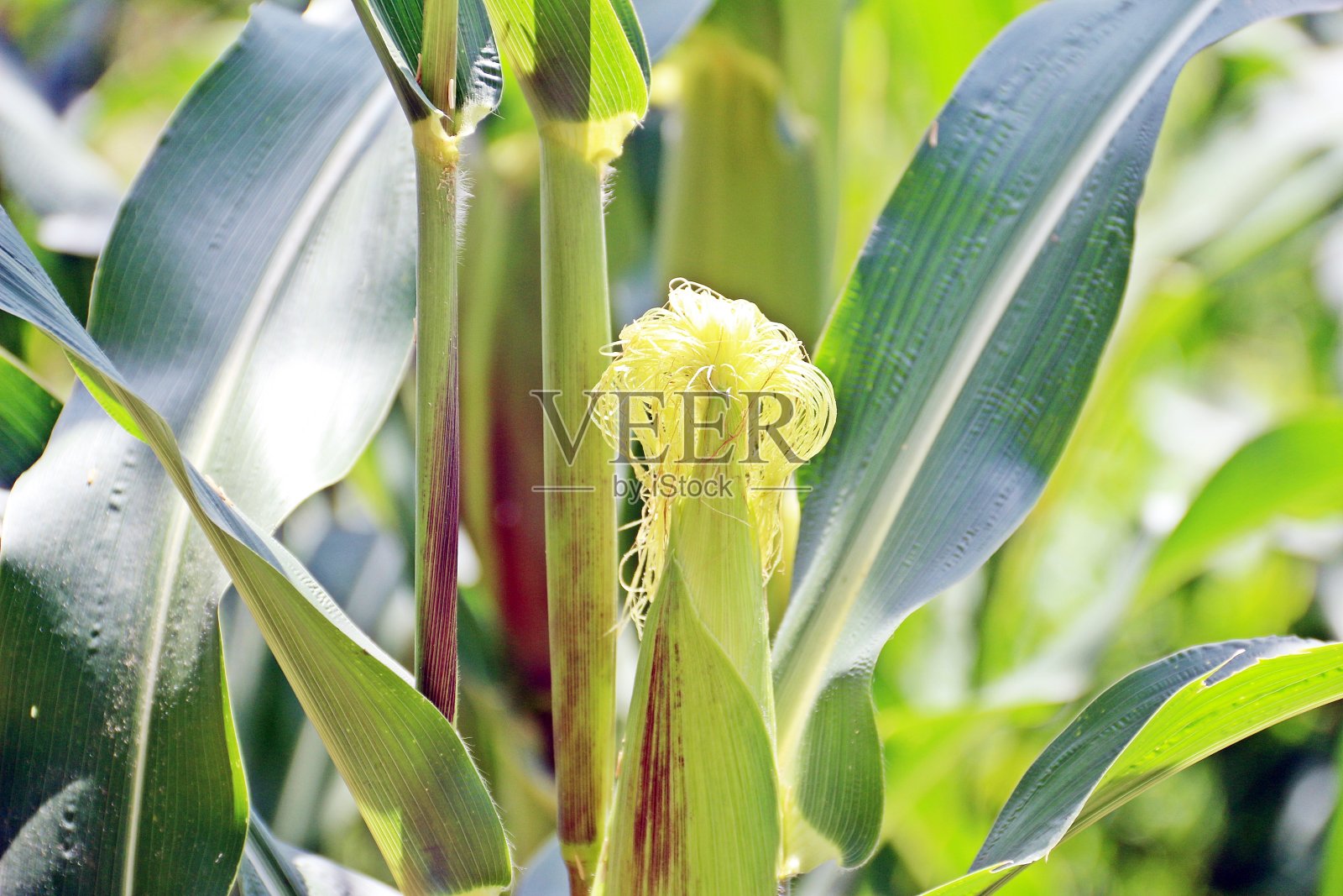 种植甜玉米照片摄影图片