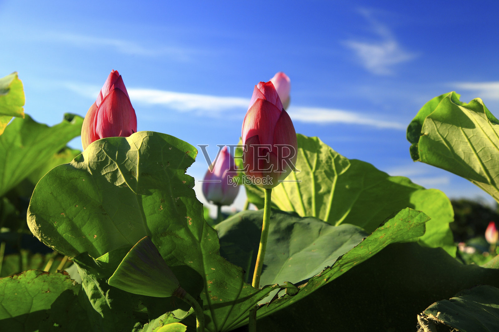 台南白河莲花田照片摄影图片