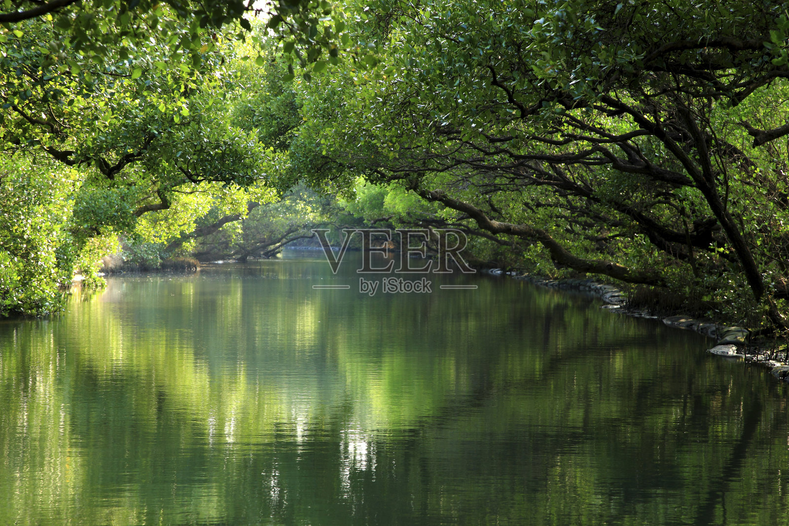 台南四草红树林绿色隧道照片摄影图片