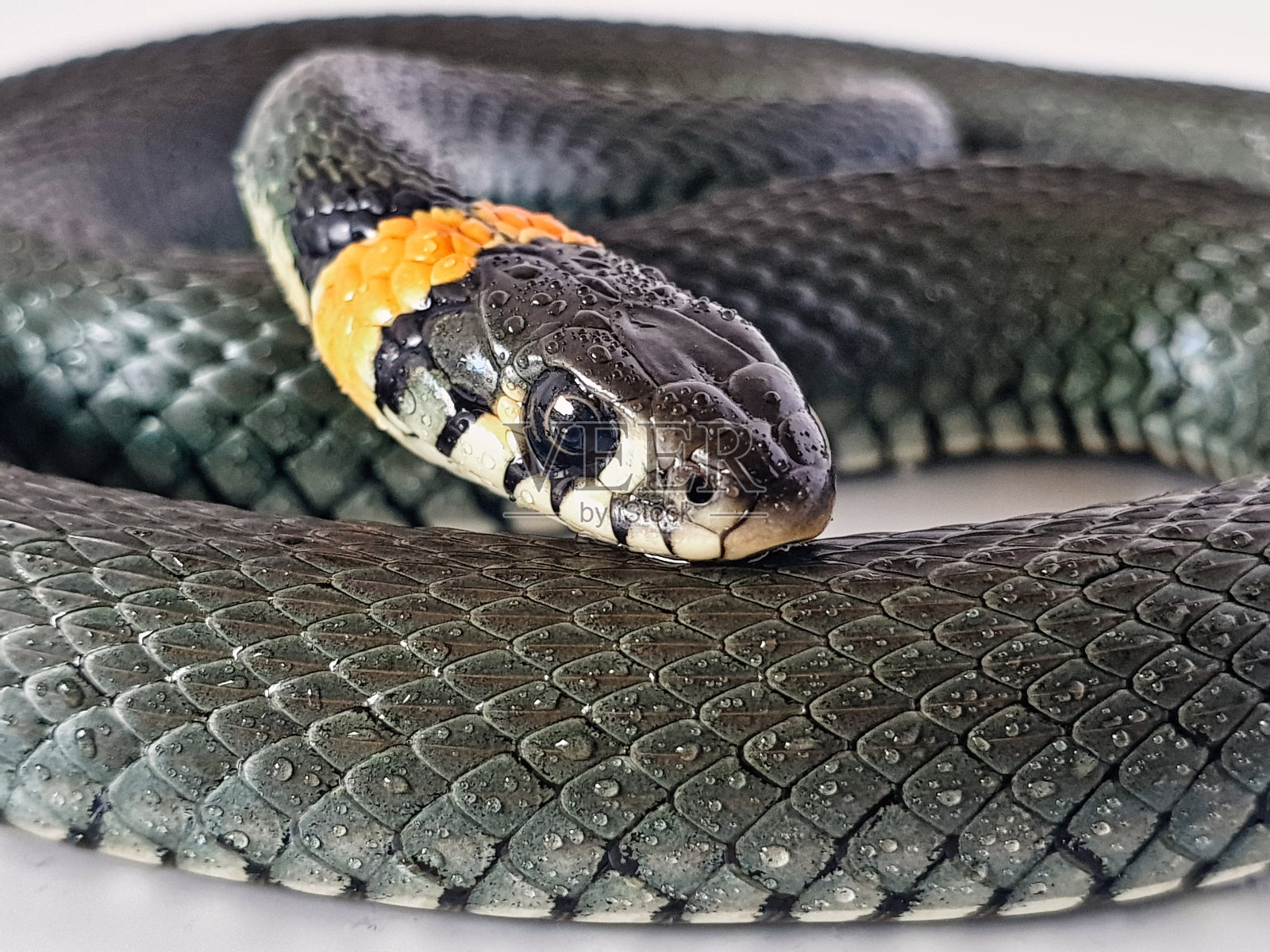 白底无毒蛇。一条蛇的微距镜头。照片摄影图片