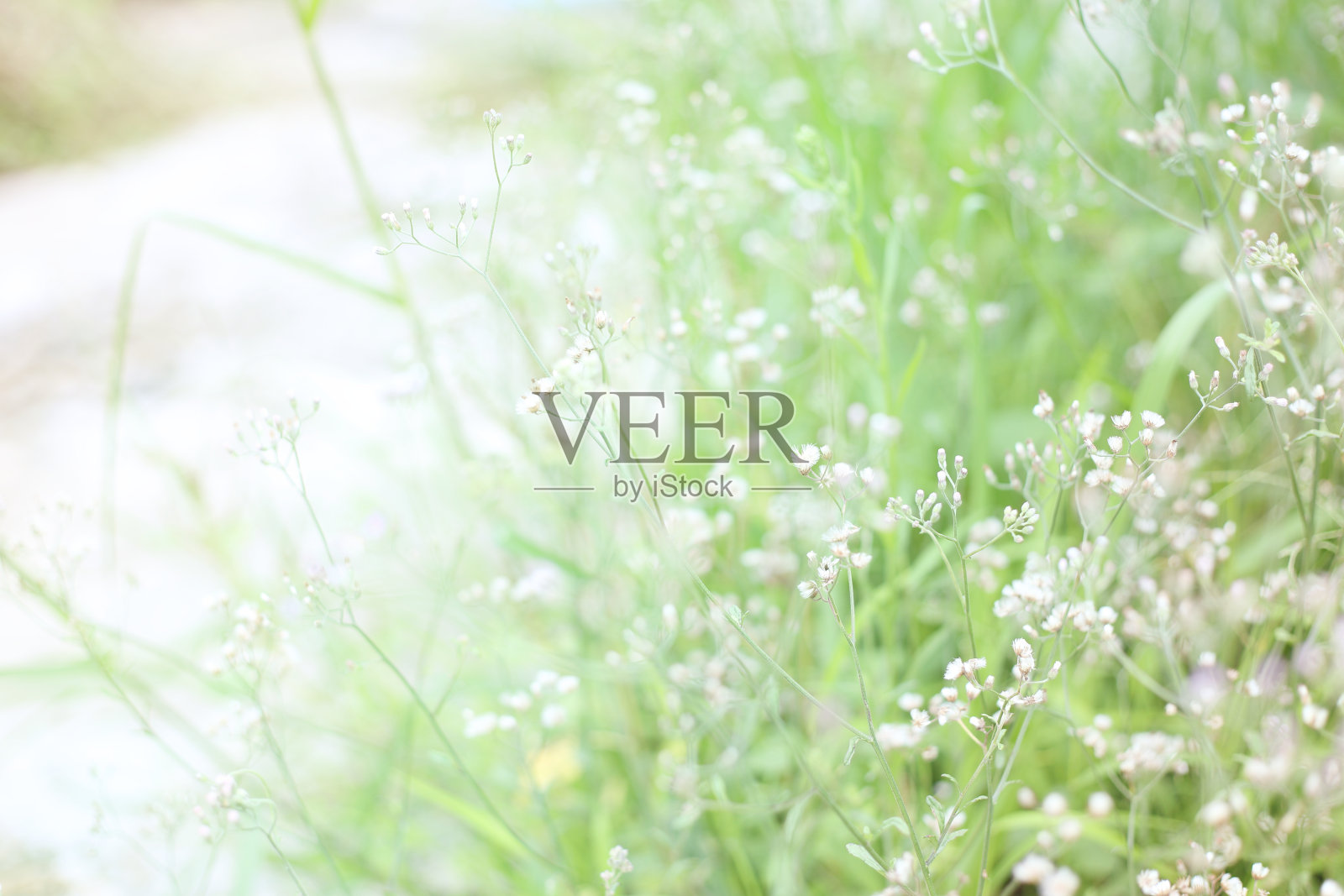 柔和模糊自然背景照片摄影图片