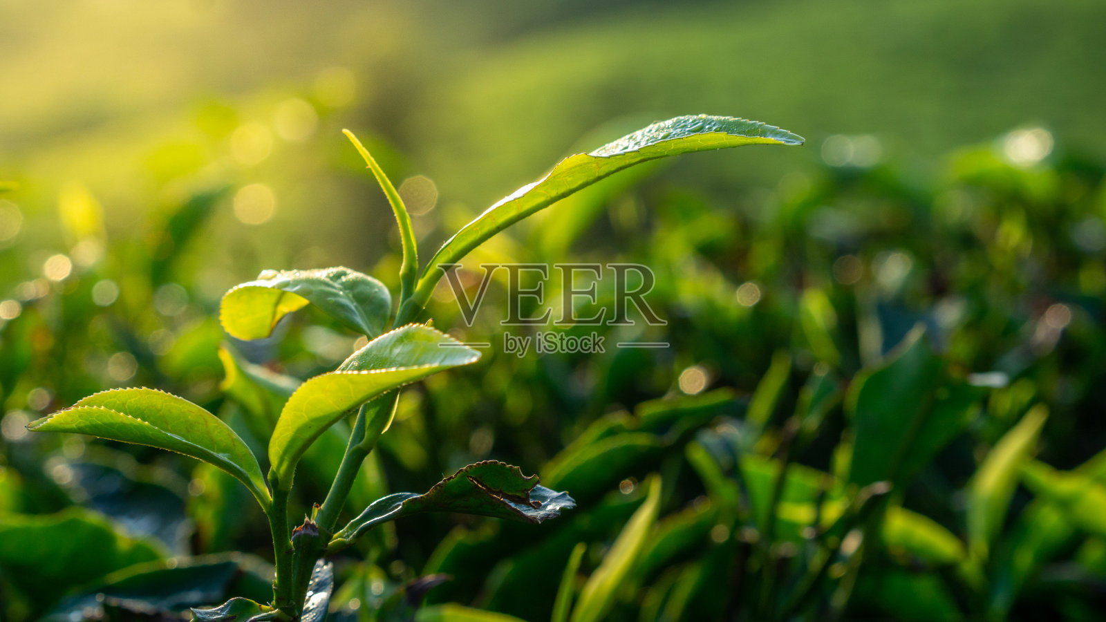 茶园的新鲜绿茶照片摄影图片