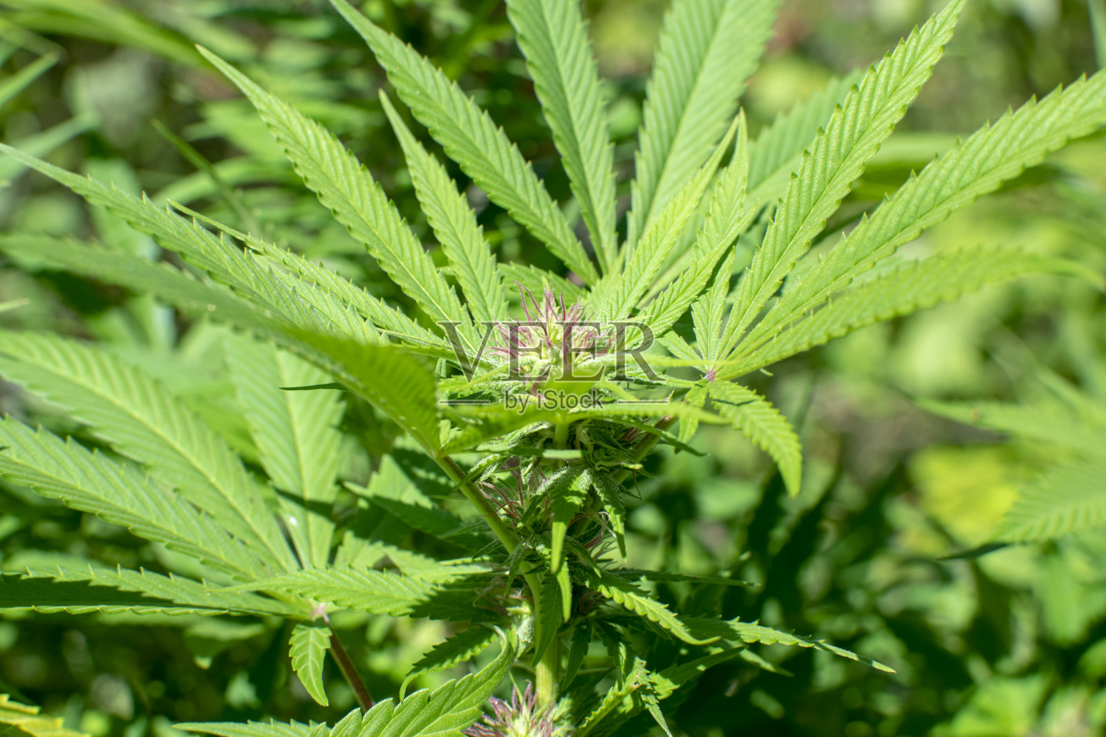 大麻在花园里生长照片摄影图片