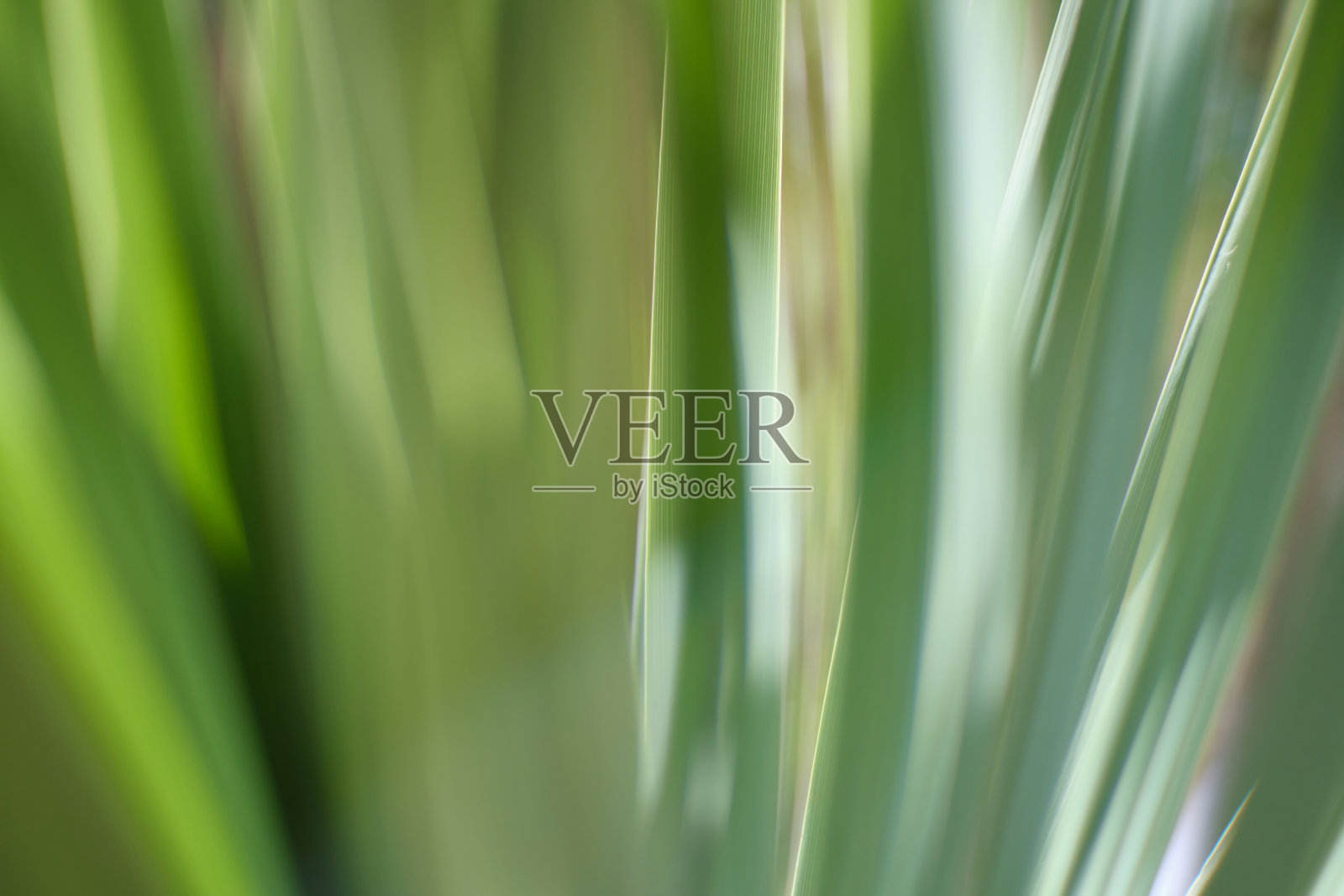 绿草近了。照片摄影图片