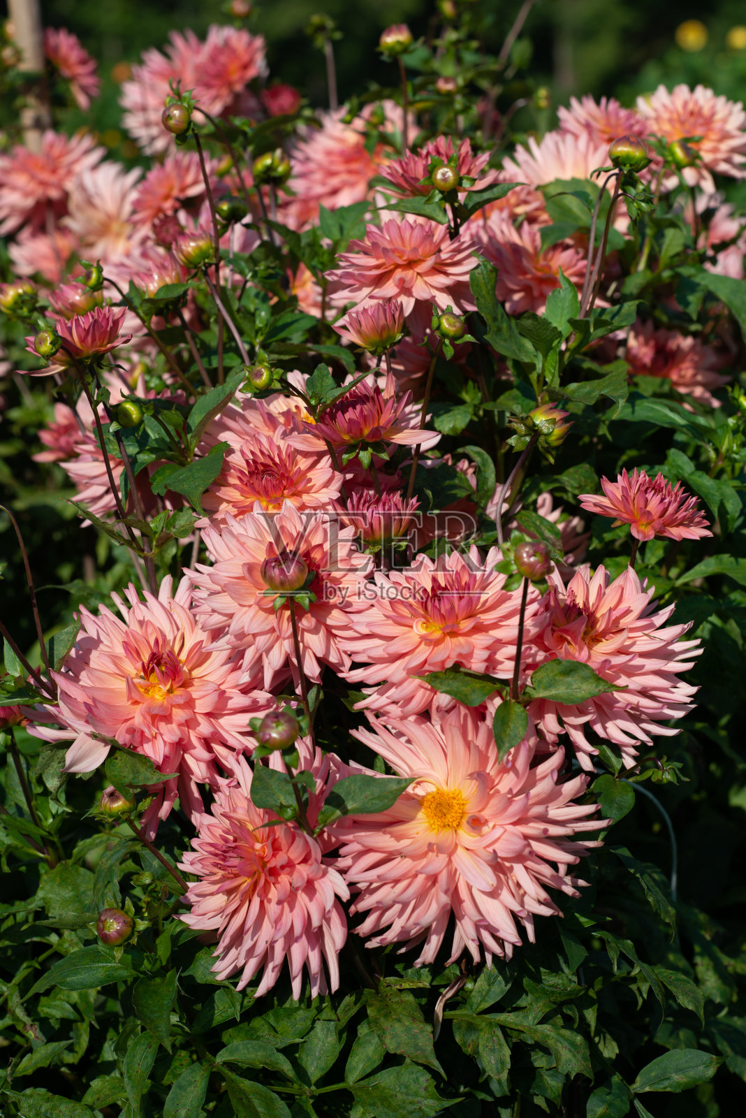 玫瑰大丽花品种尼瓦在花园里开花照片摄影图片