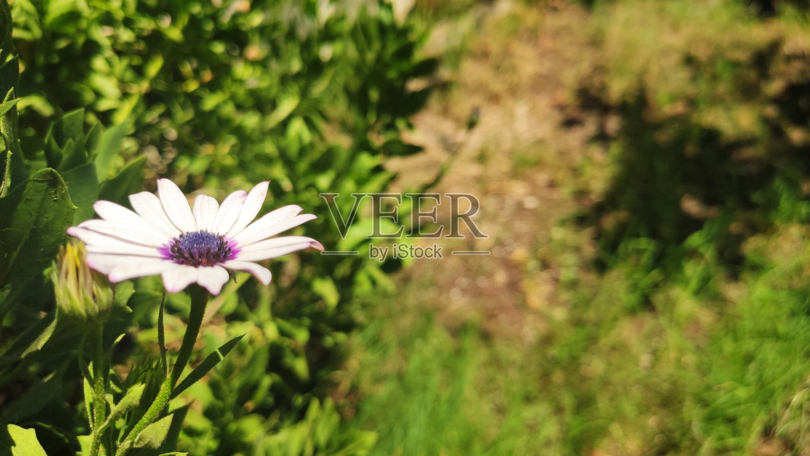 丁香,雏菊和绿色的背景。大自然。花照片摄影图片
