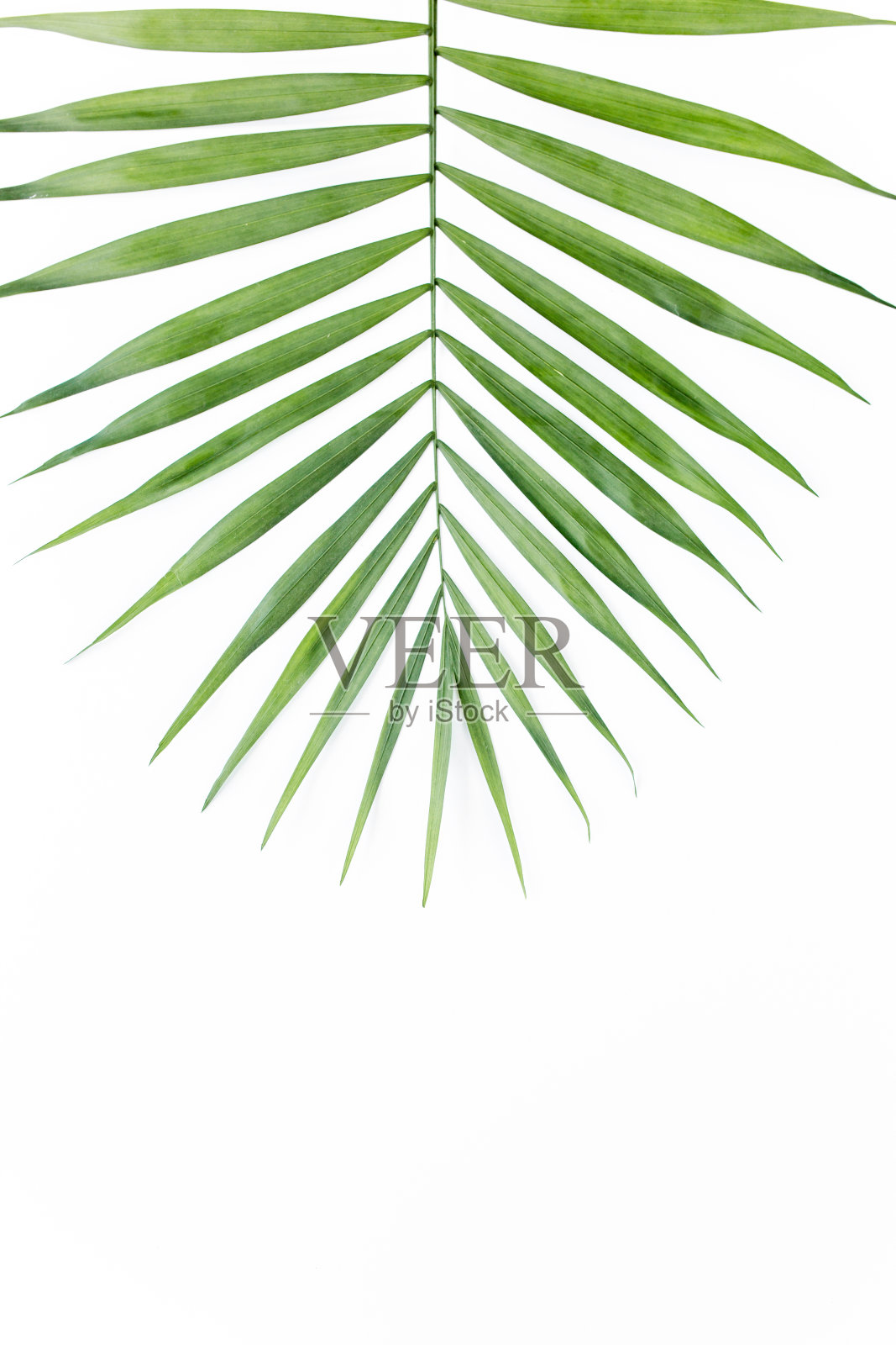 白色背景上的热带叶子。平放,俯视图照片摄影图片