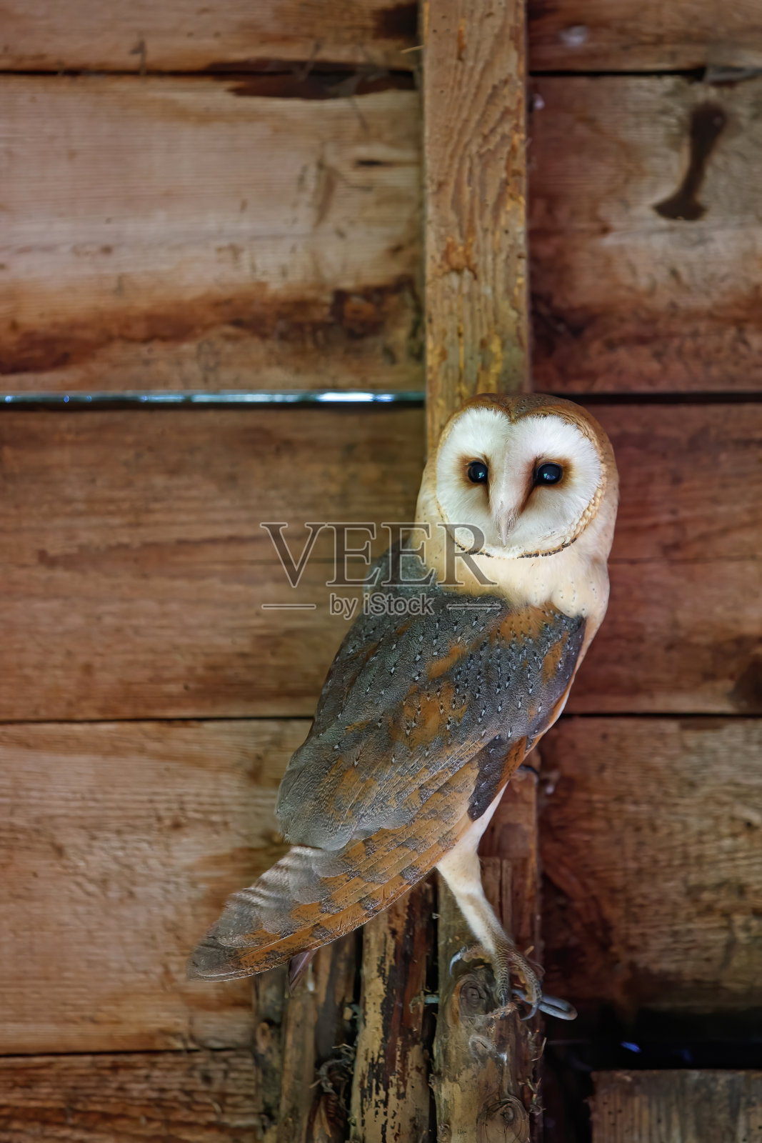谷仓猫头鹰(Tyto alba)坐在旧谷仓里照片摄影图片