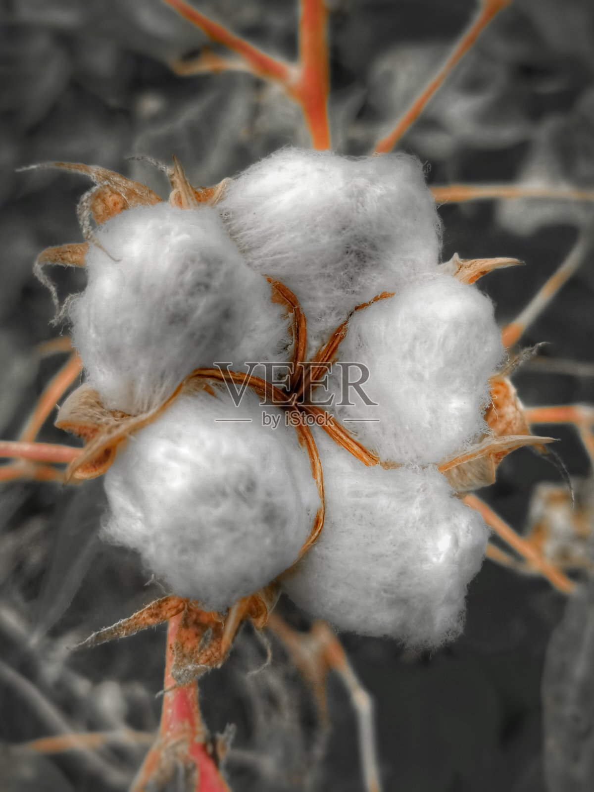 棉花照片摄影图片