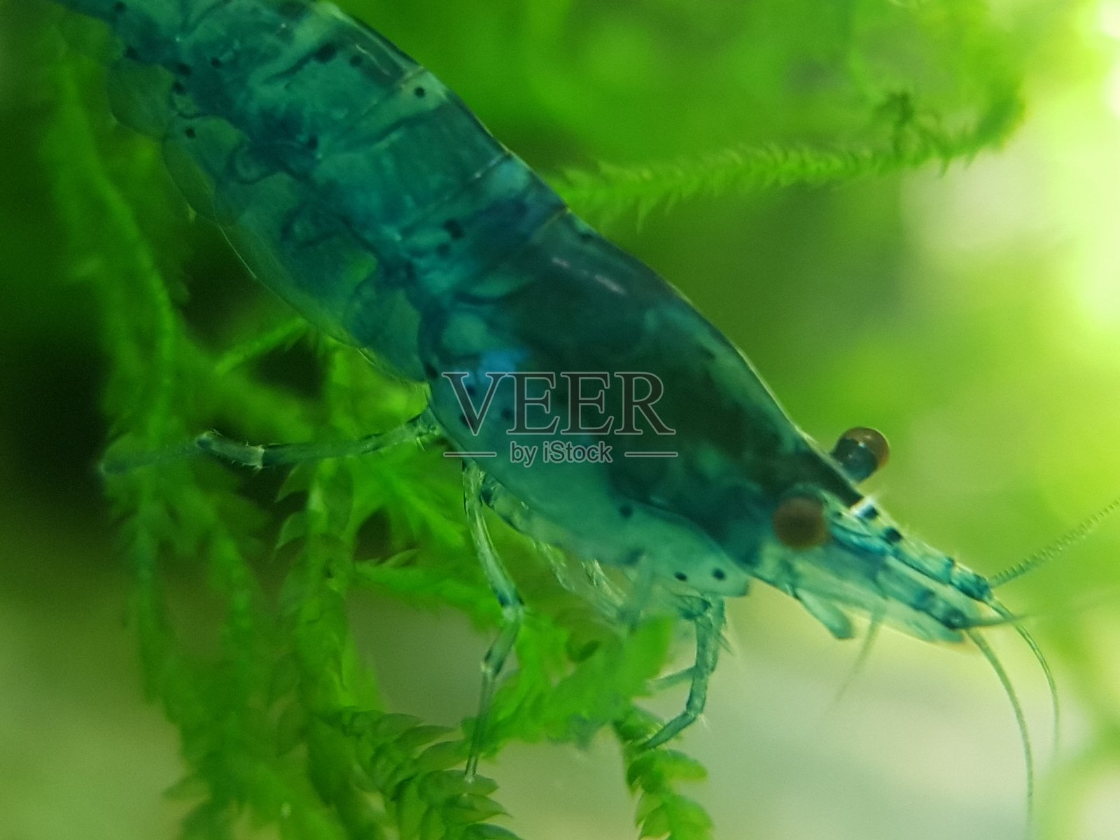 靠近虾照片摄影图片