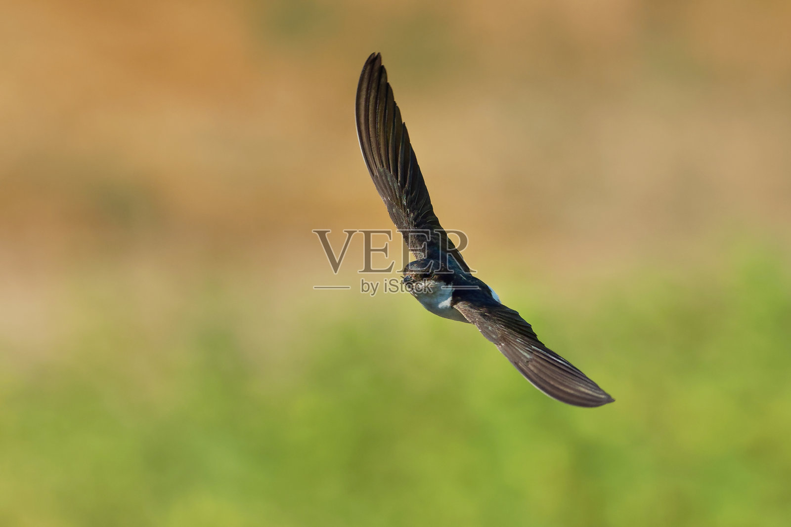 普通家燕-德利雄城南黑白色飞行鸟,吃和狩猎昆虫,也被称为北方家燕,燕子家庭,品种在欧洲,北非和横跨古北地区照片摄影图片