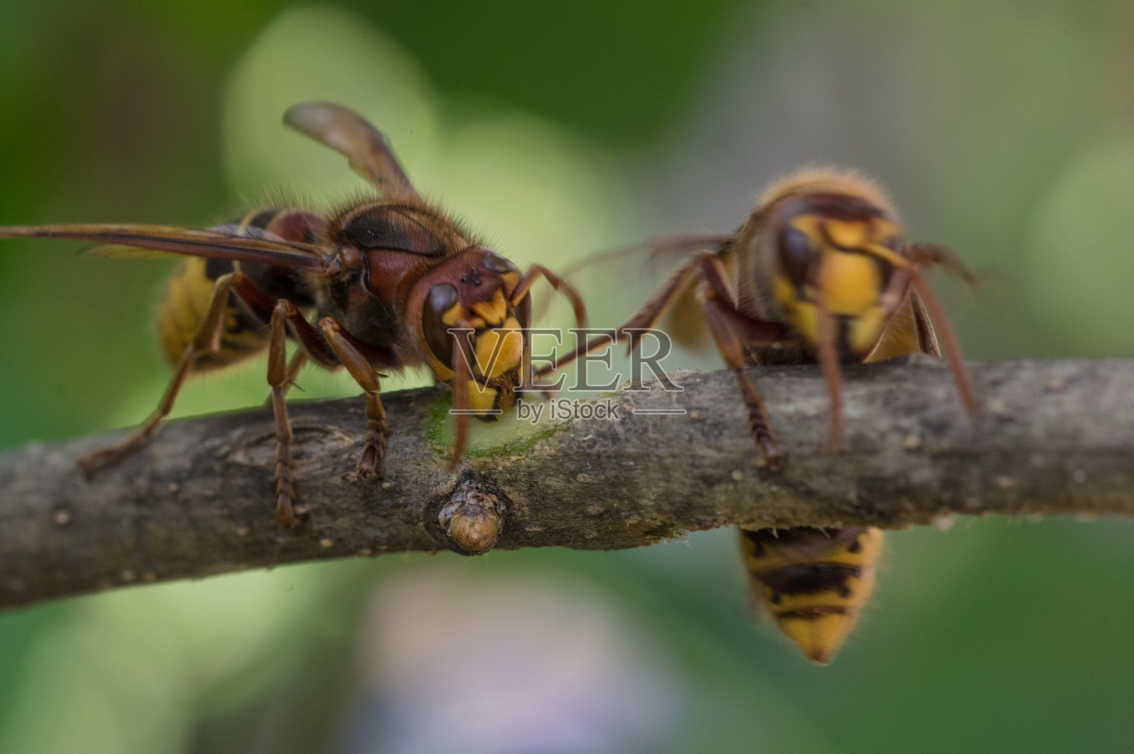 吃黄蜂照片摄影图片
