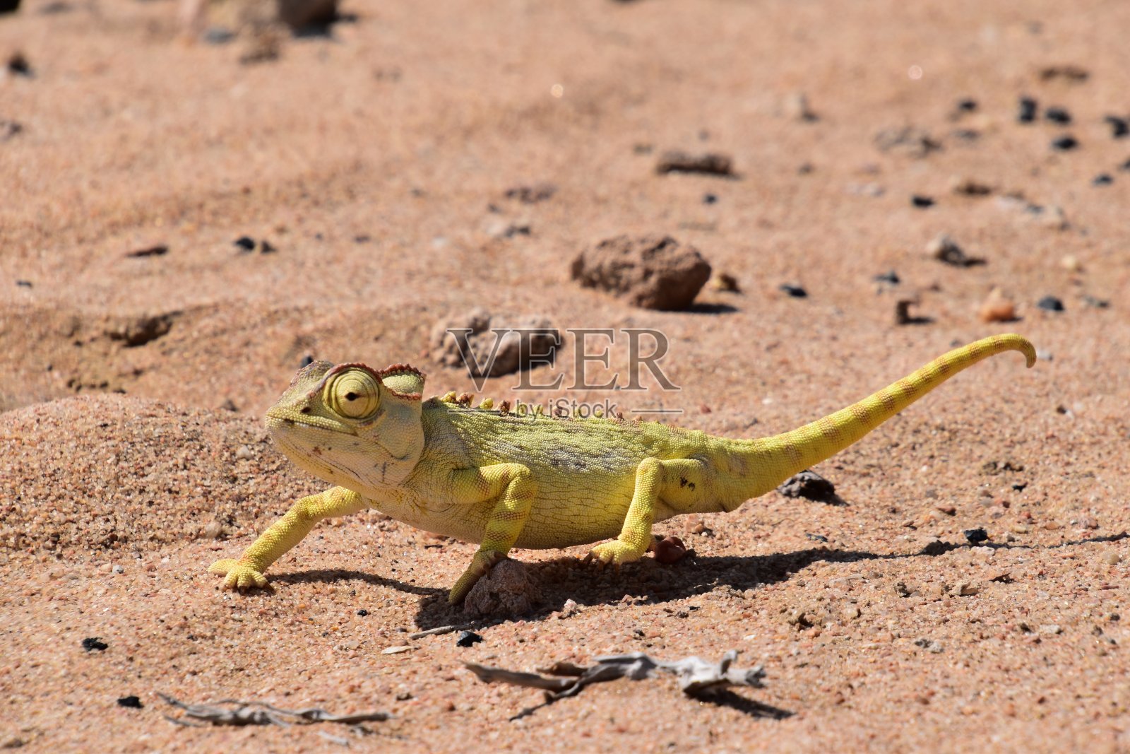 变色龙照片摄影图片