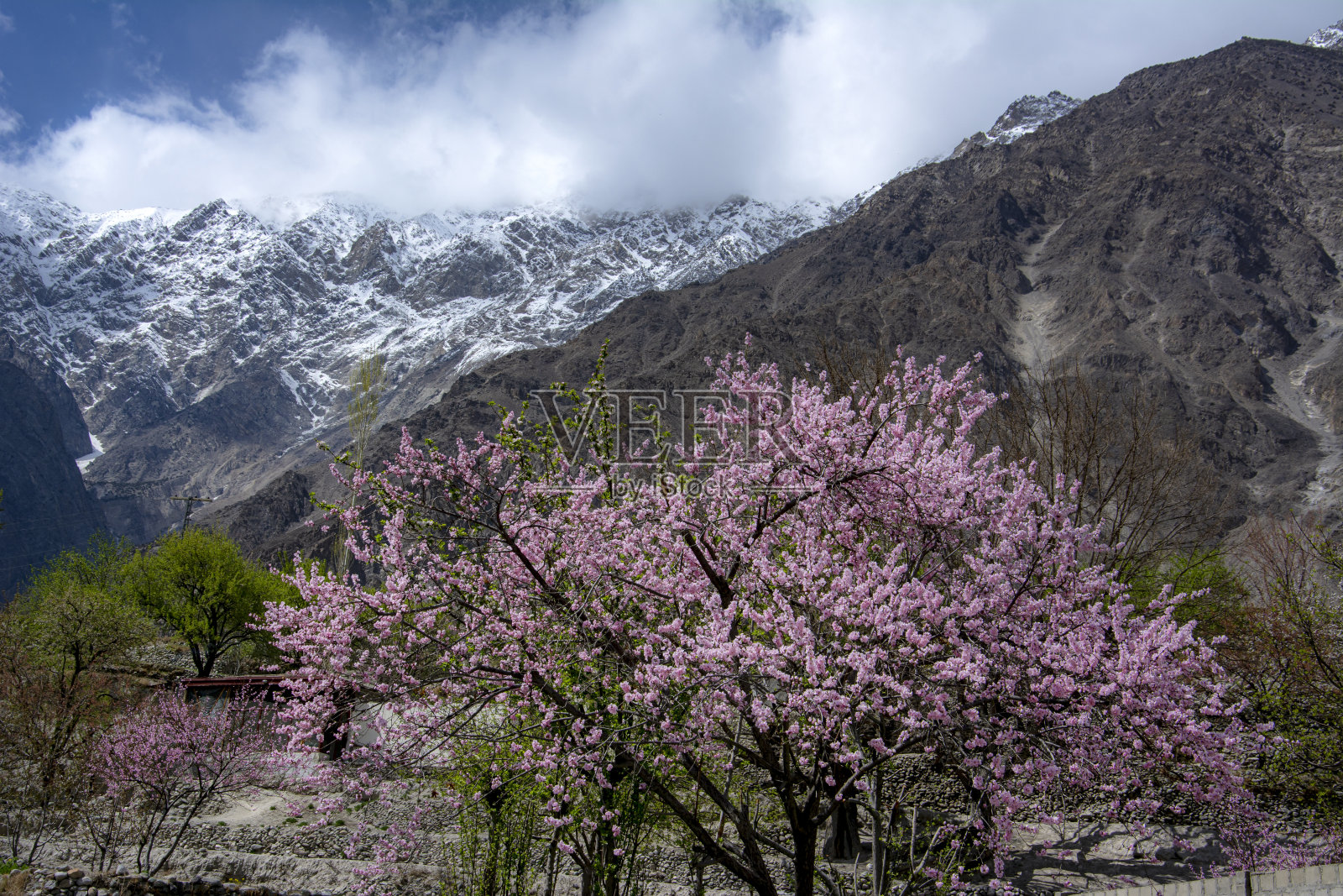 巴基斯坦北部地区的樱花和杏花盛开照片摄影图片