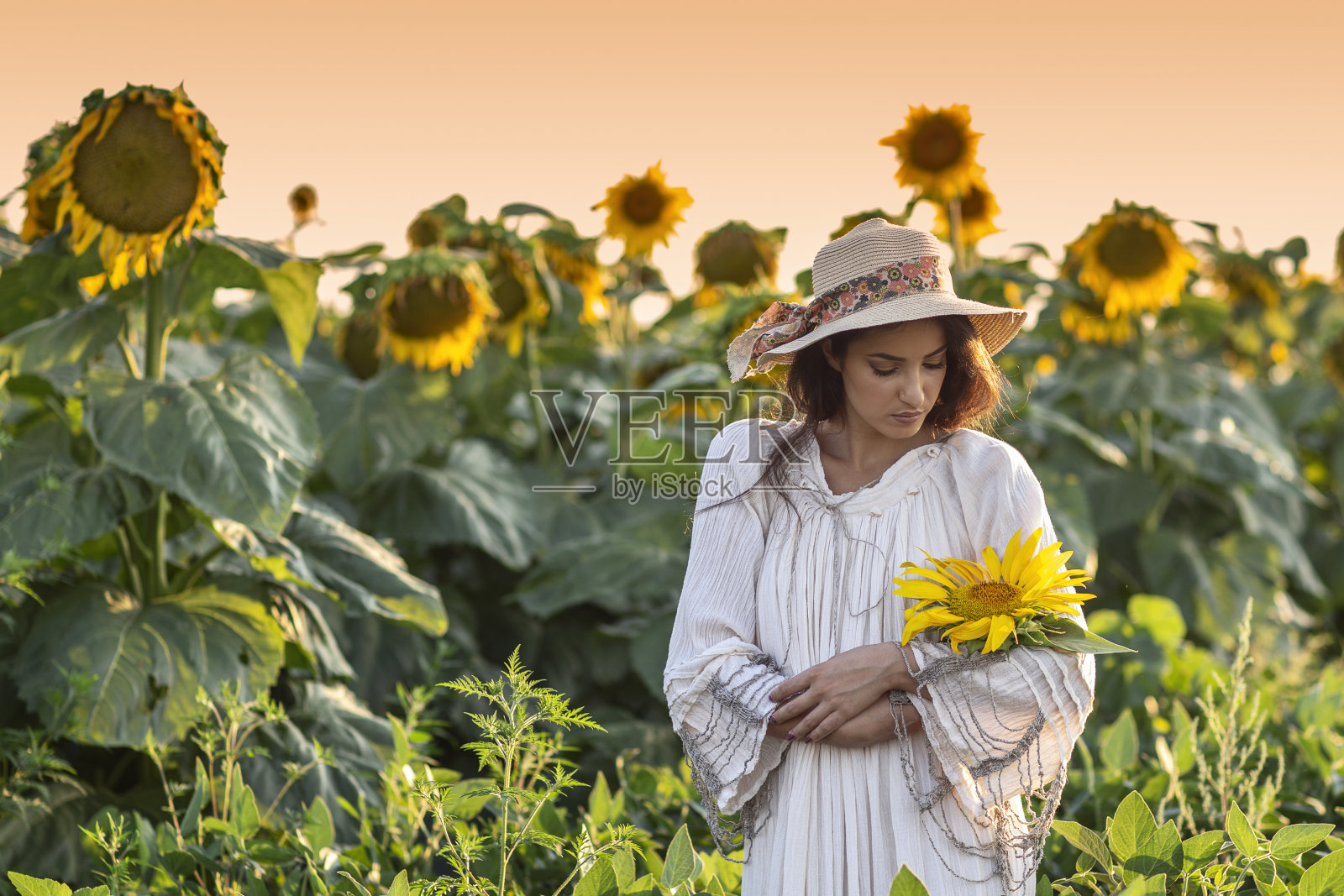 在向日葵地里戴着帽子的女人穿着白色的衣服照片摄影图片