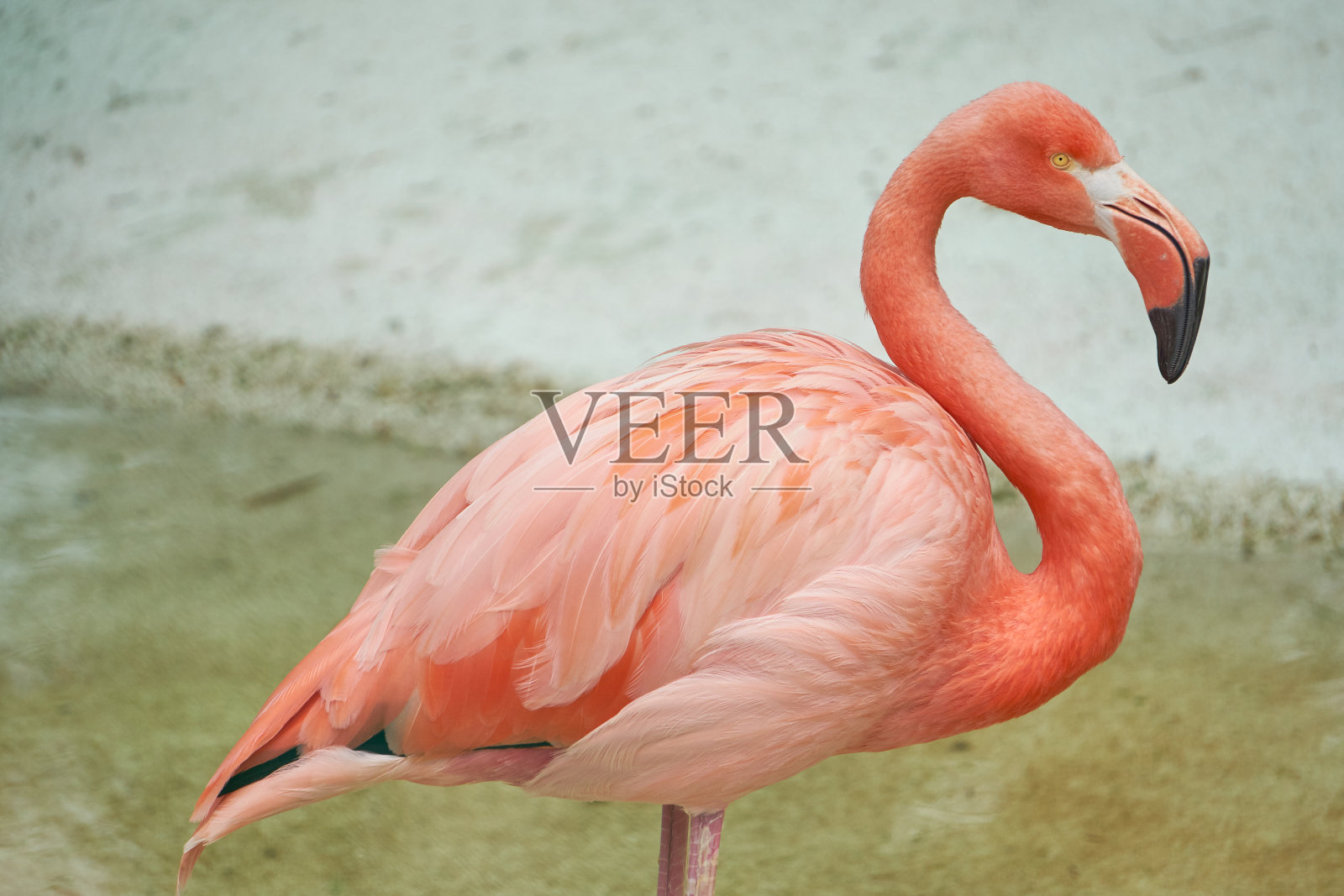 粉红色的火烈鸟照片摄影图片