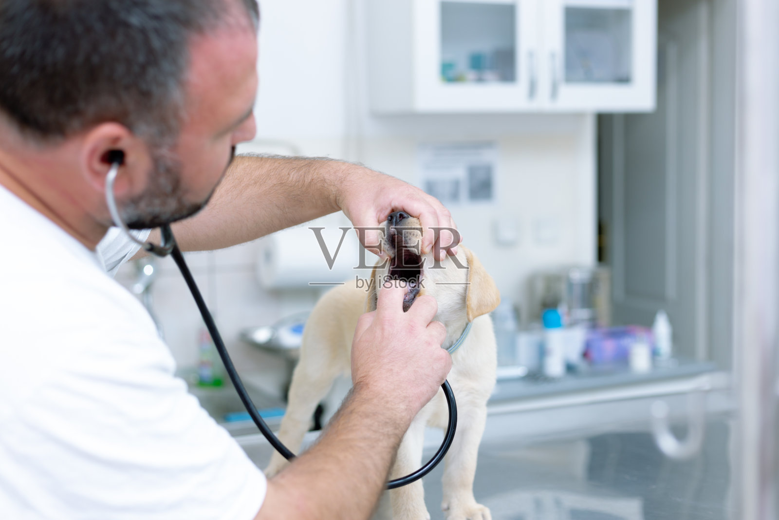 医生在兽医诊所检查拉布拉多小狗照片摄影图片