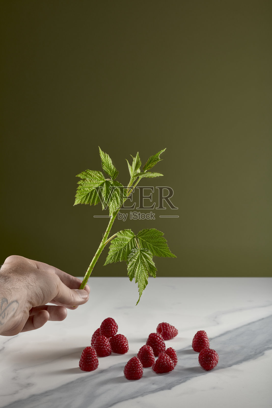白色和灰色大理石上的覆盆子,一只手拿着覆盆子的叶子和绿色的背景照片摄影图片