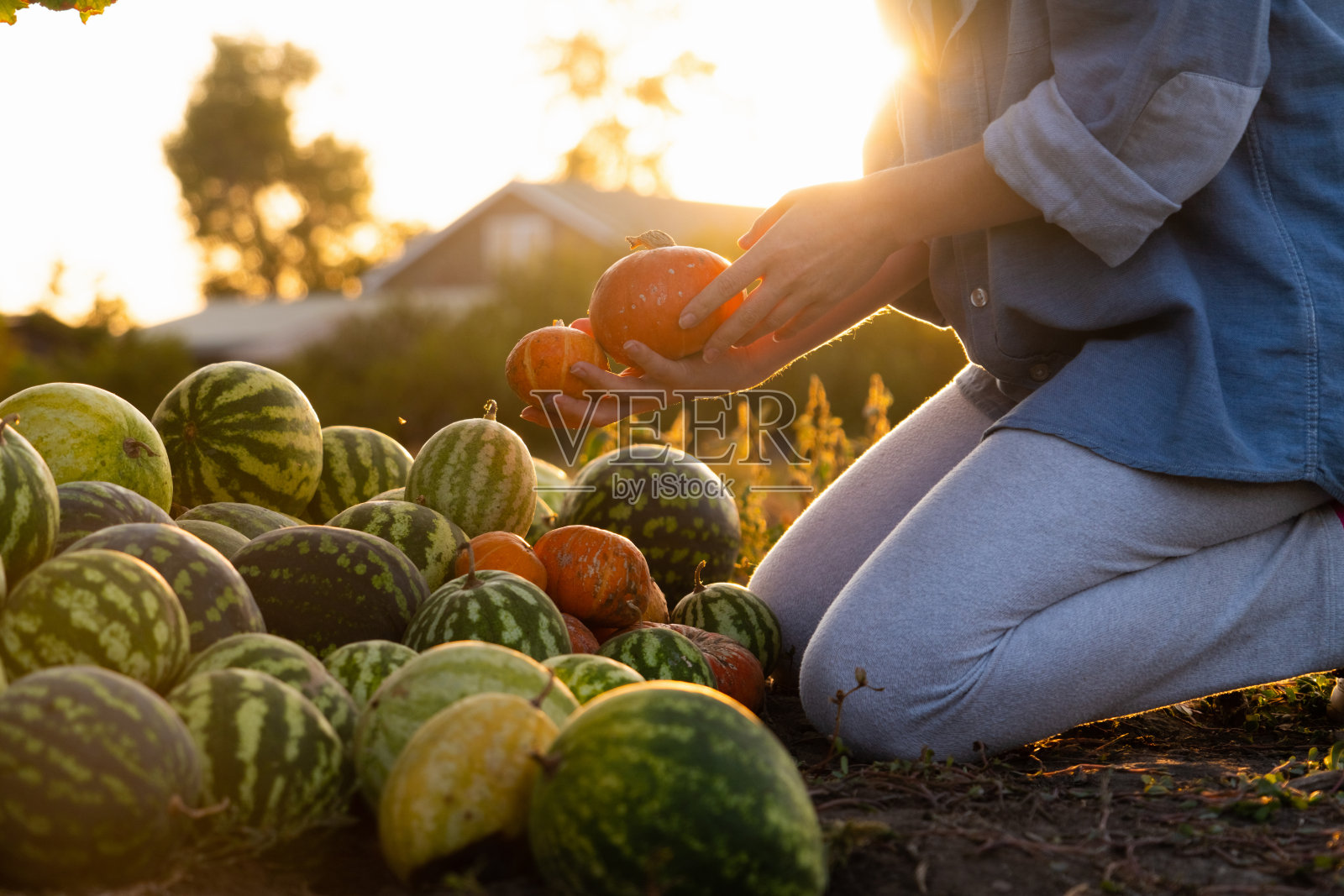 农民的南瓜照片摄影图片