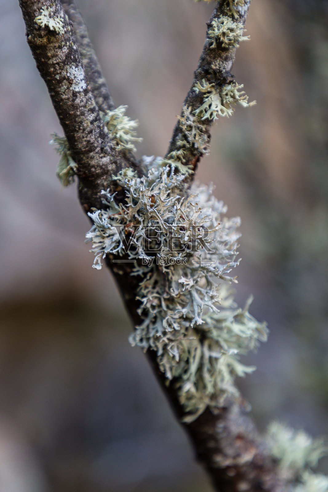 橡树树枝上的地衣照片摄影图片